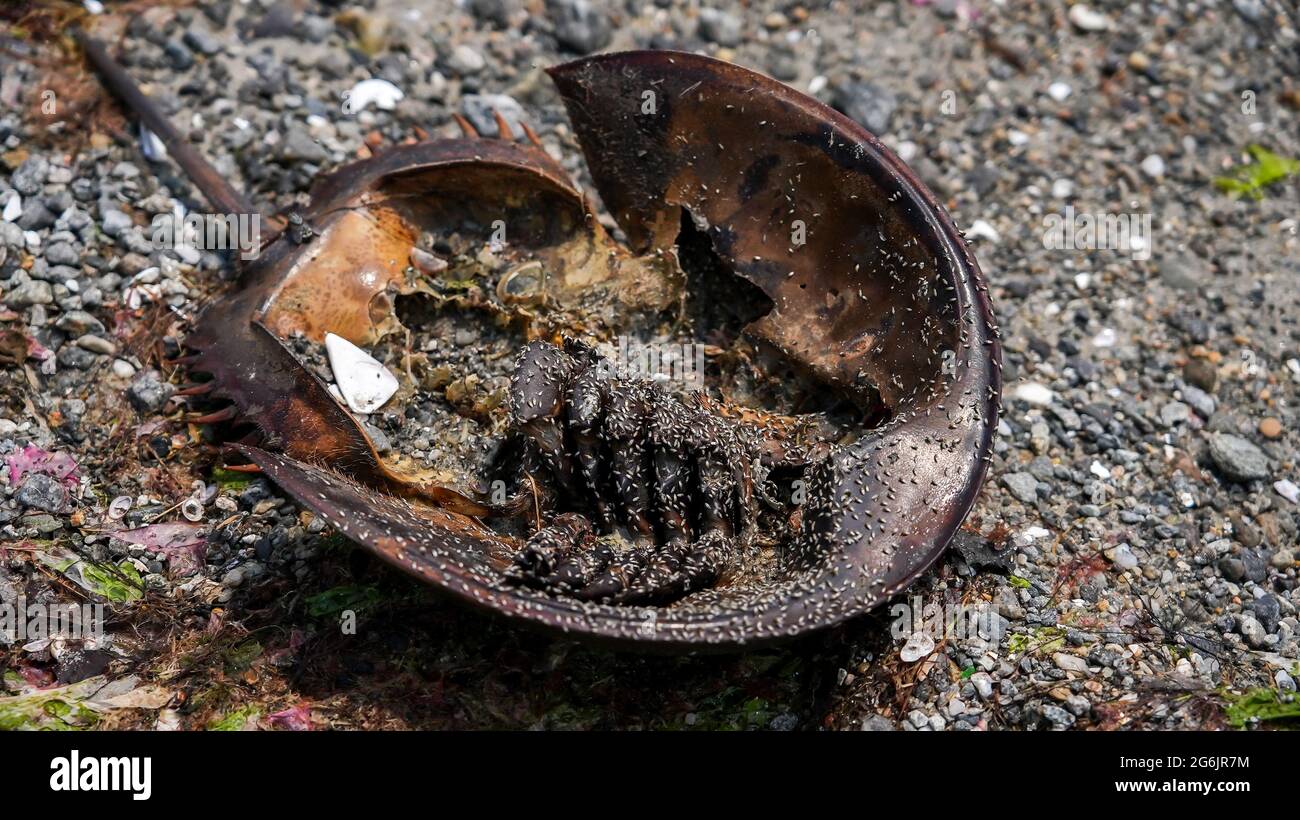 Cangrejo de zapato de caballo muerto en la playa comiendo por pulgas Foto de stock