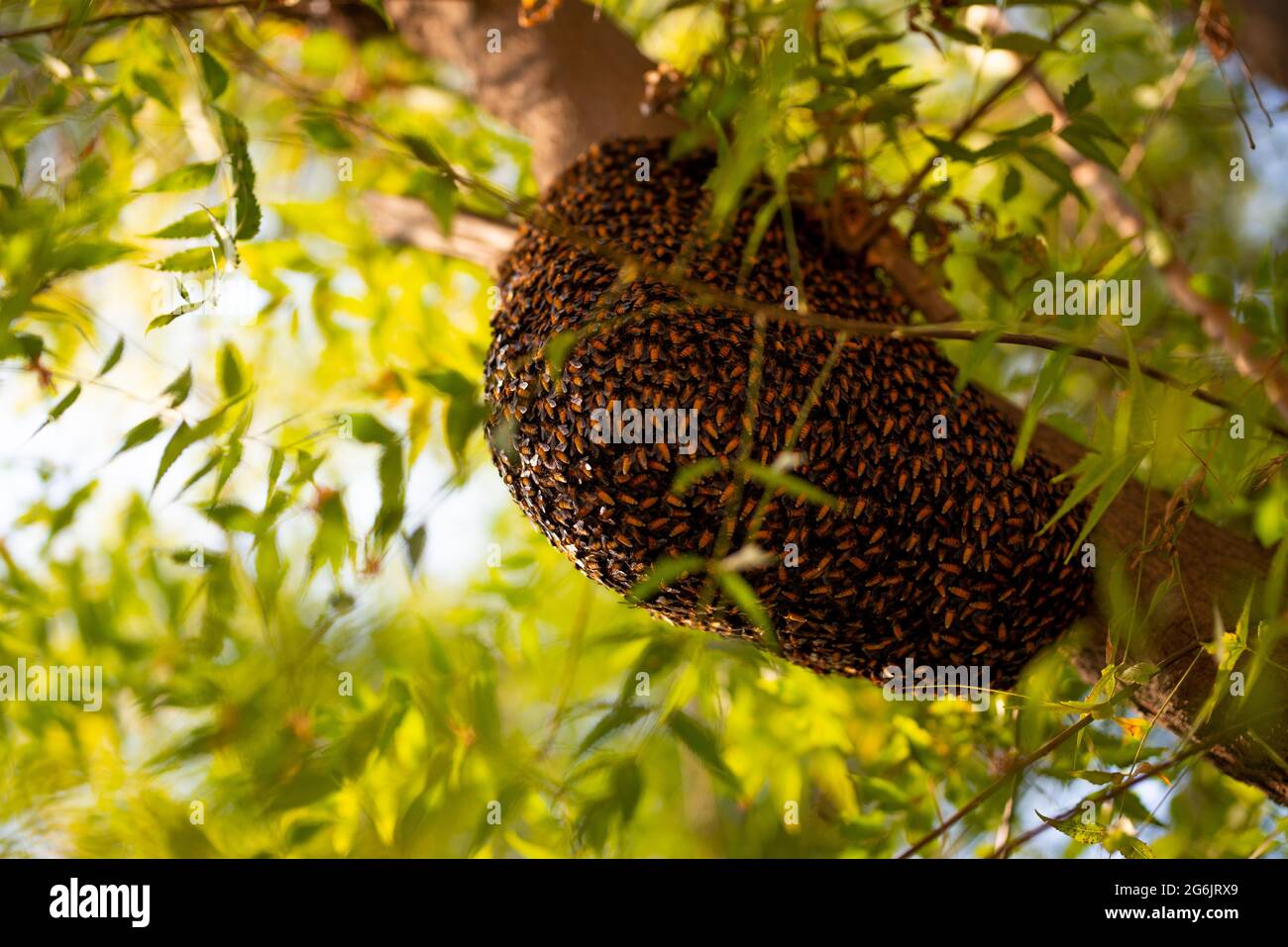 Enjambre de abeja que cuelga del árbol, Enjambre de abejas construyendo una nueva colmena que rodea el árbol. Foto de stock