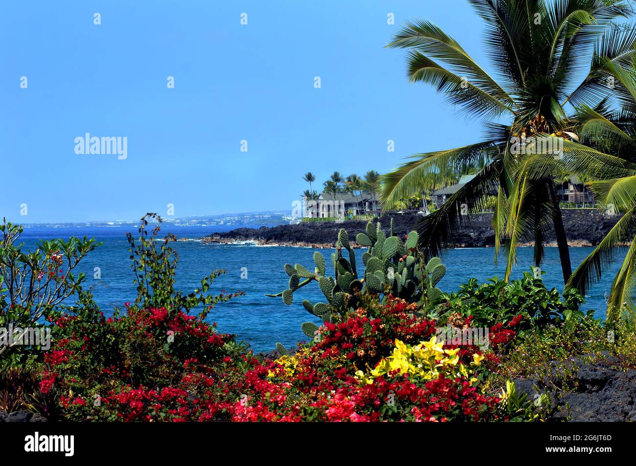 Bougainvillias y cactus florecen uno al lado del otro en el clima tropical de la Gran Isla de Hawai. Foto de stock