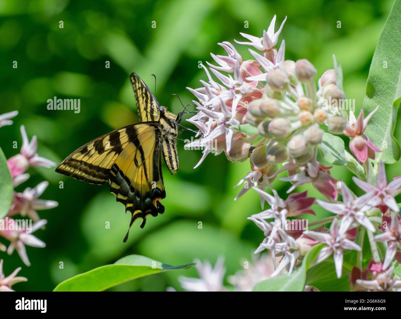 Mariposa de tigres occidentales en flores silvestres de algas (Papilio rutulus) Foto de stock
