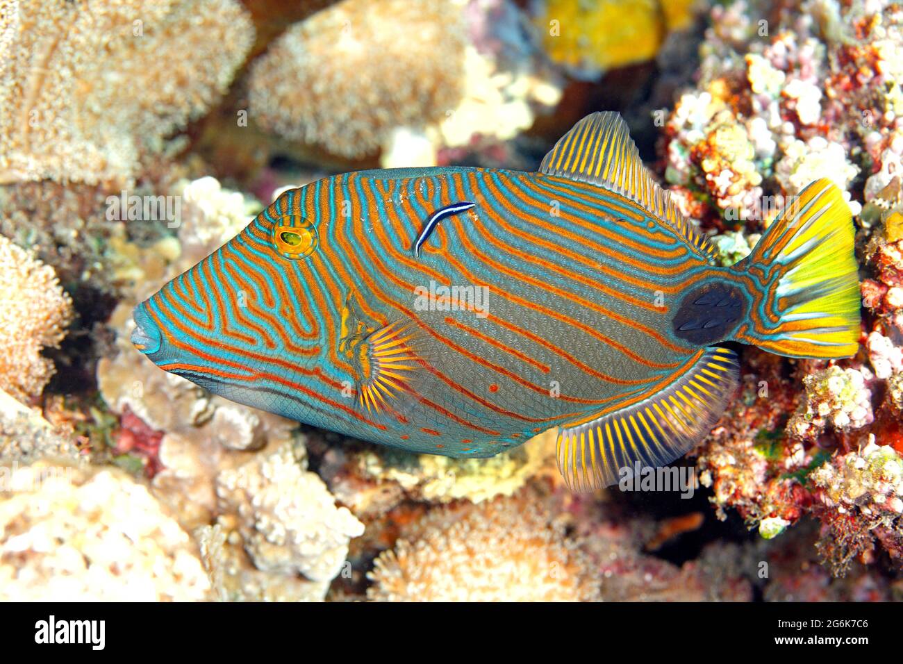 Triggerfish con forro de naranja, Balistapus undulatus siendo limpiado por Blue Streak Cleaner wrasse, Labroides dimidiatus. Tulamben, Bali, Indonesia. Foto de stock