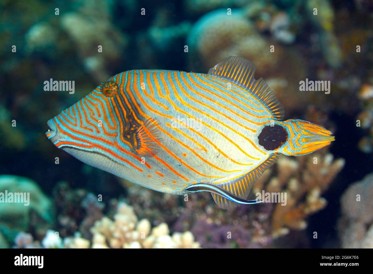 Triggerfish con forro de naranja, Balistapus undulatus siendo limpiado por Blue Streak Cleaner wrasse, Labroides dimidiatus. Tulamben, Bali, Indonesia. Foto de stock