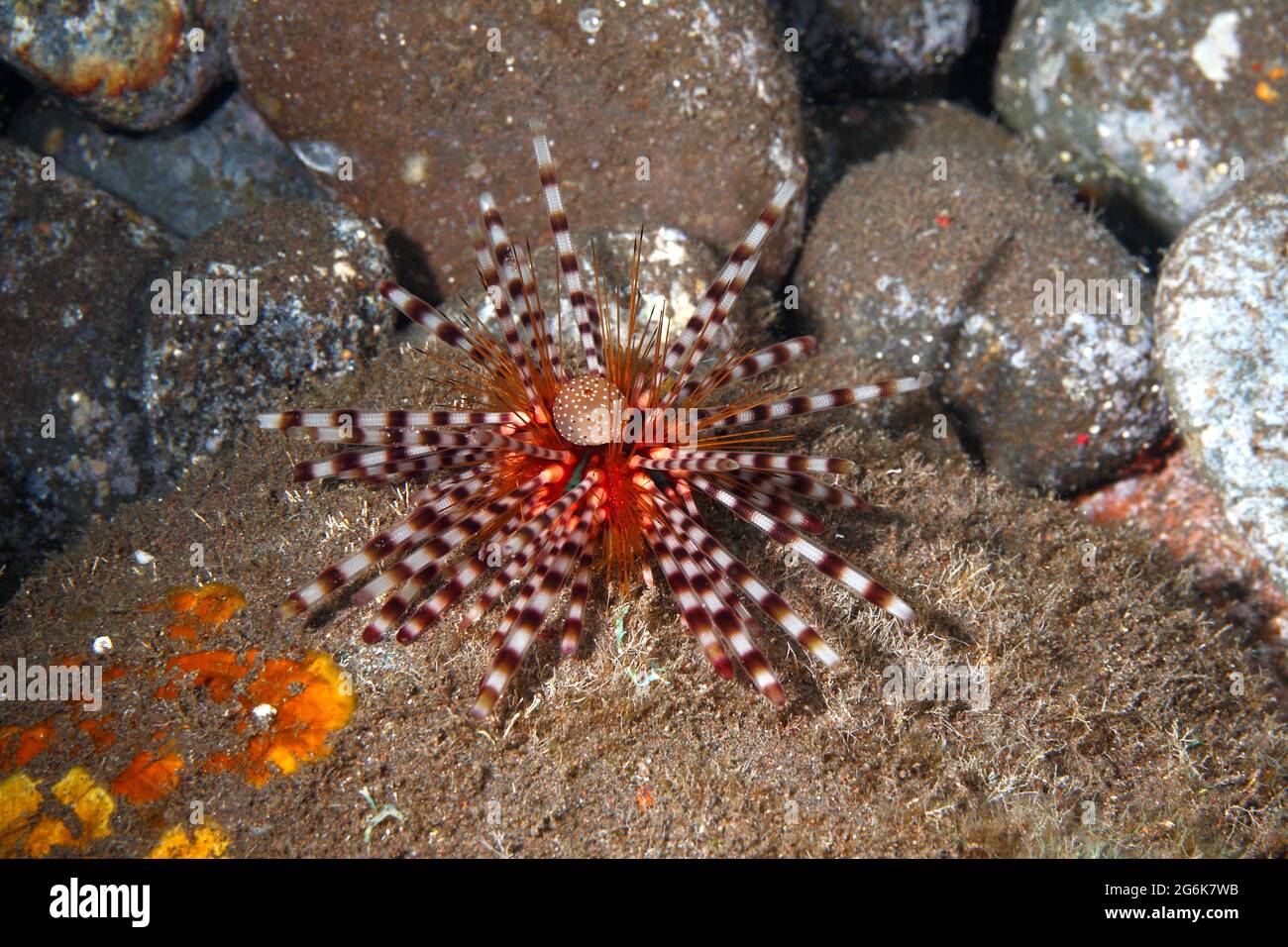 Picadura de erizo de mar, Echinothrix calamaris. También llamado Erizo de mar con bandas y doble vinculado de erizos de mar. Tulamben, Bali, Indonesia. Bali, mar, océano Índico Foto de stock
