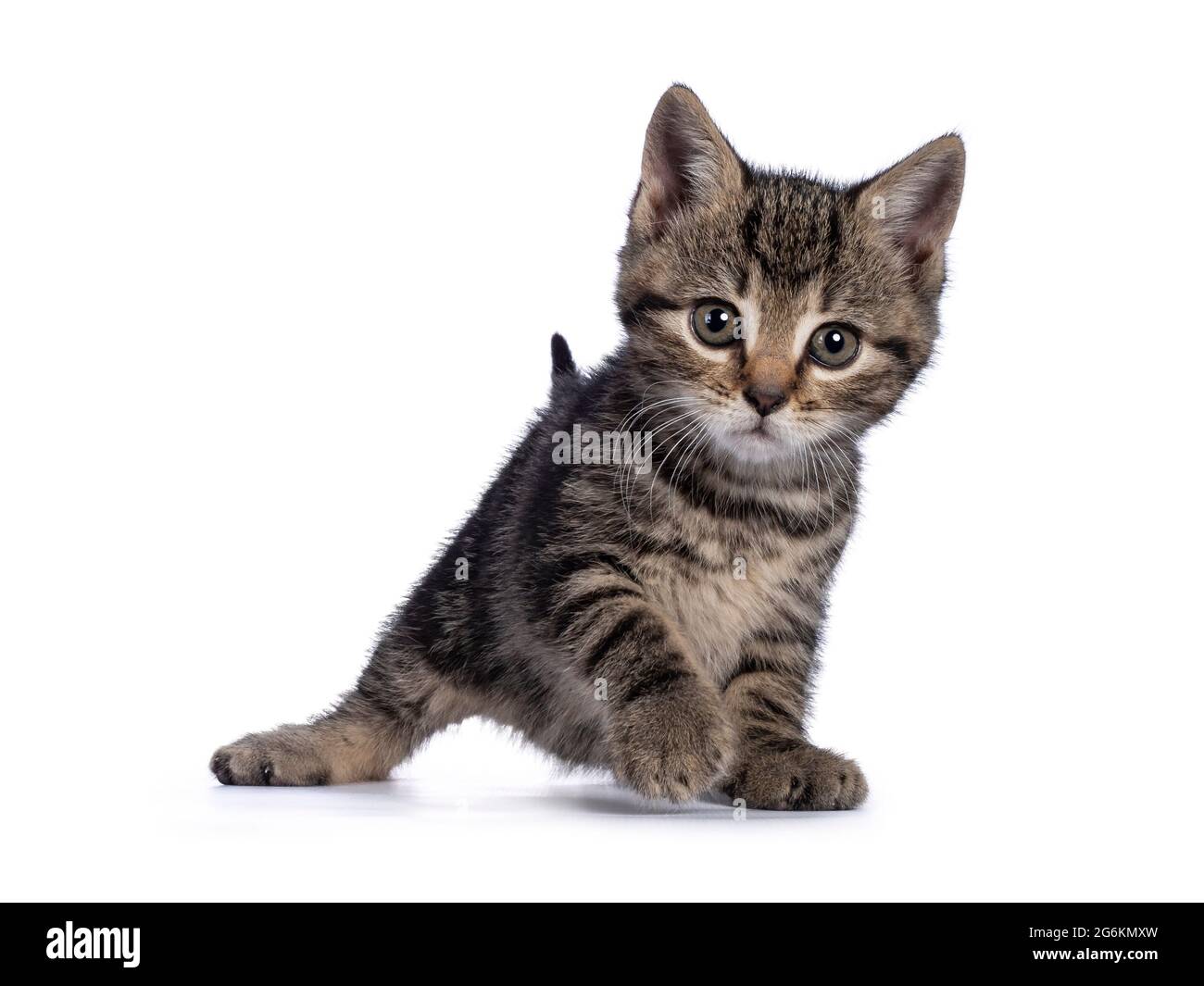Dulce gatito marrón casa gato, de pie frente al frente. Mirando hacia la  cámara. Aislado sobre fondo blanco Fotografía de stock - Alamy