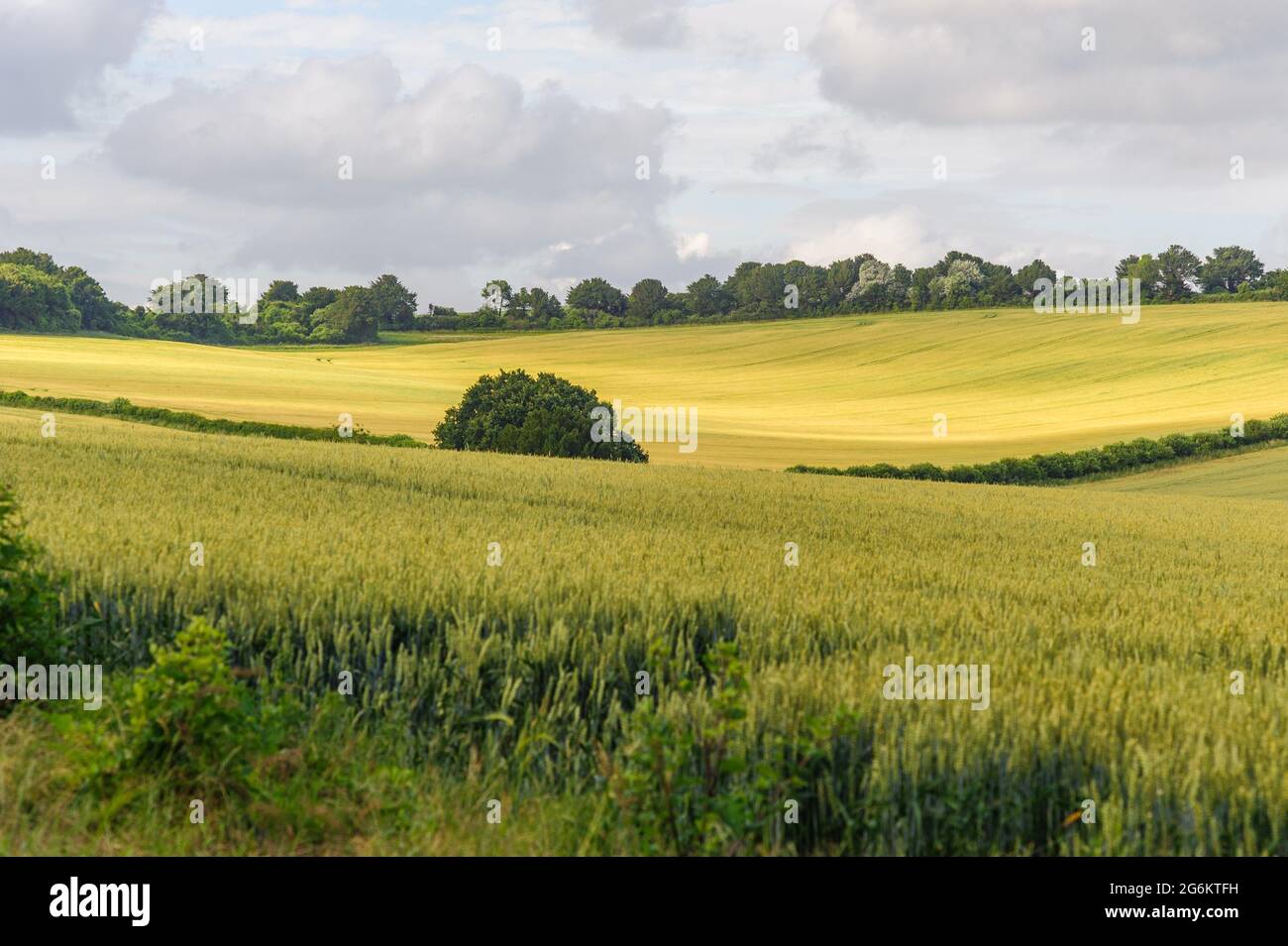Campos de trigo con setos y luz del sol en un paisaje ondulado en julio, Hampshire, Reino Unido Foto de stock