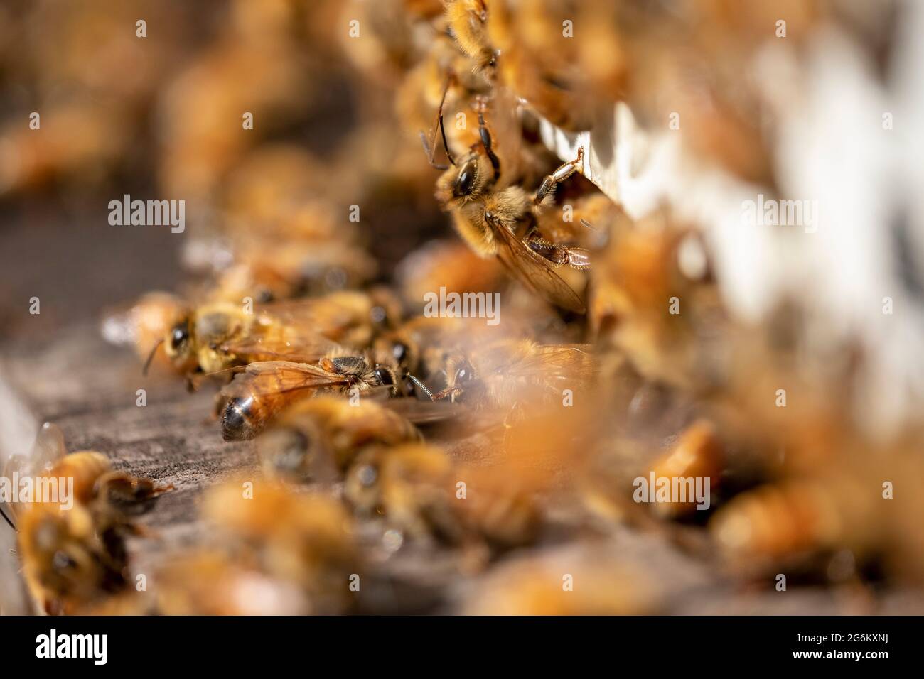 Las abejas melíferas dejan una colmena en un apiario en Canterbury, cerca de los Alpes del Sur de la Isla del Sur. Imagen de Bradley White Foto de stock