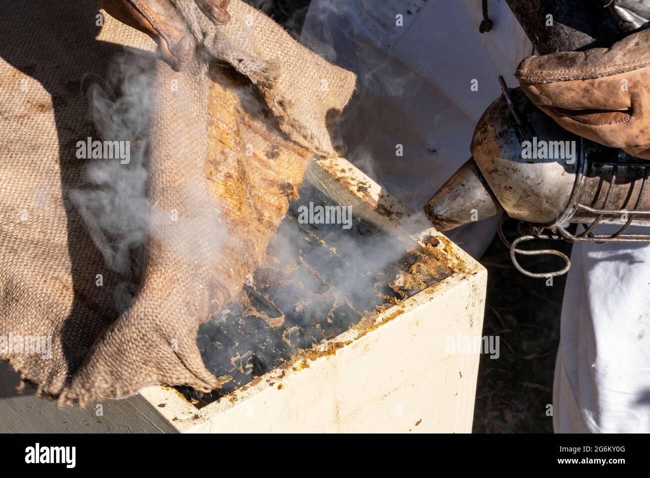 Un apicultor fuma abejas de miel en una colmena en un apiario en Canterbury cerca de los Alpes del Sur de la Isla del Sur. Imagen de Bradley White Foto de stock