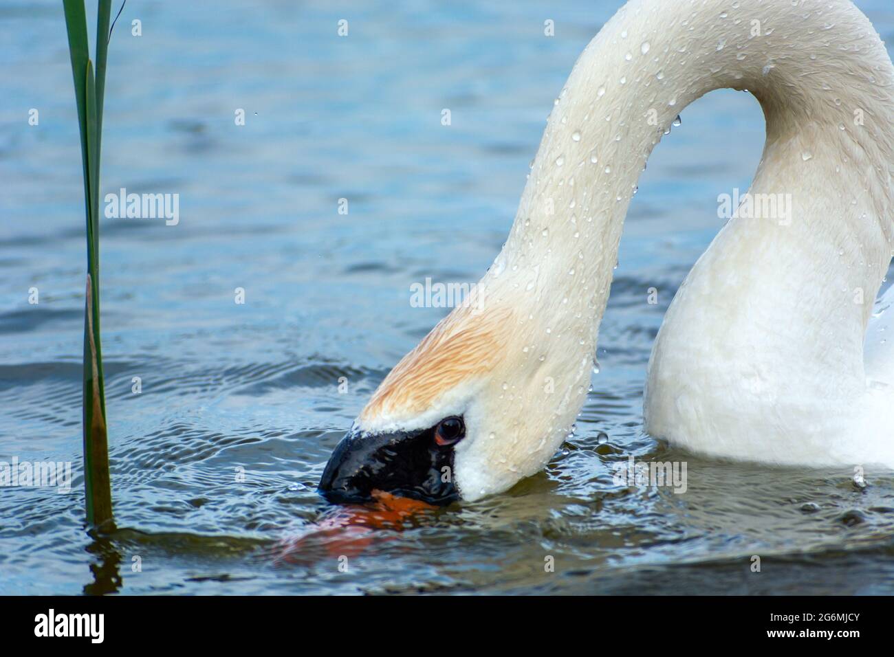 Cisne con su cabeza sumergida en el agua Foto de stock