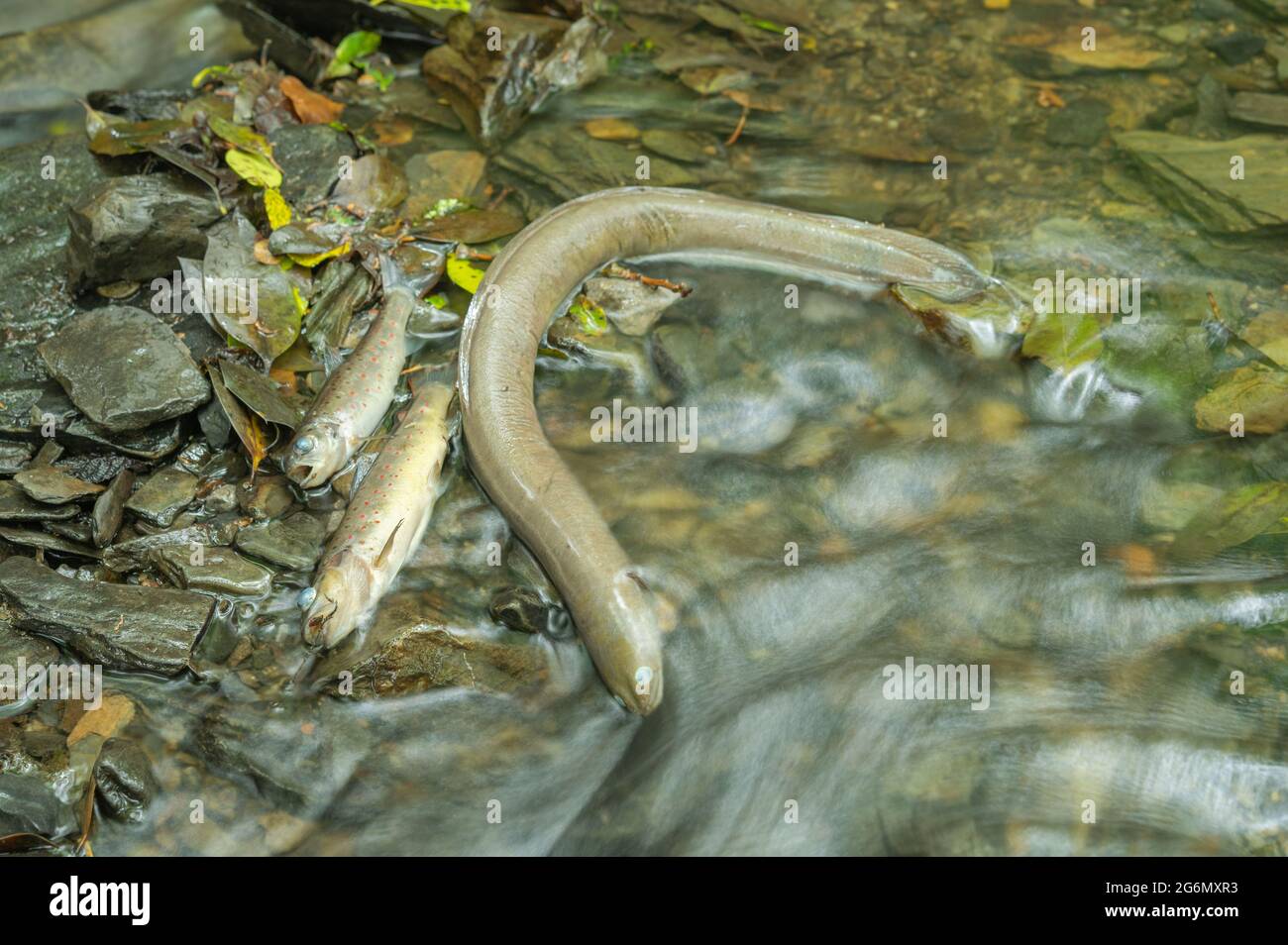 La anguila europea y dos truchas marrones matan debido a la contaminación de Dairy Partners, Newcastle Emlyn Foto de stock