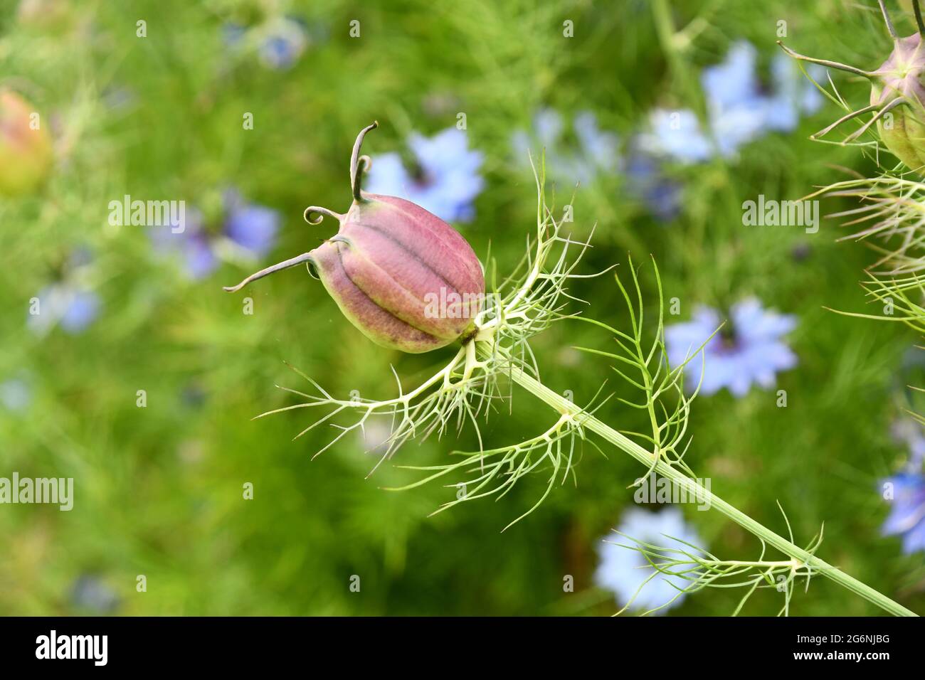Nigella damascena, amor en niebla, cerca de una vaina de semillas en un jardín de Somerset Foto de stock