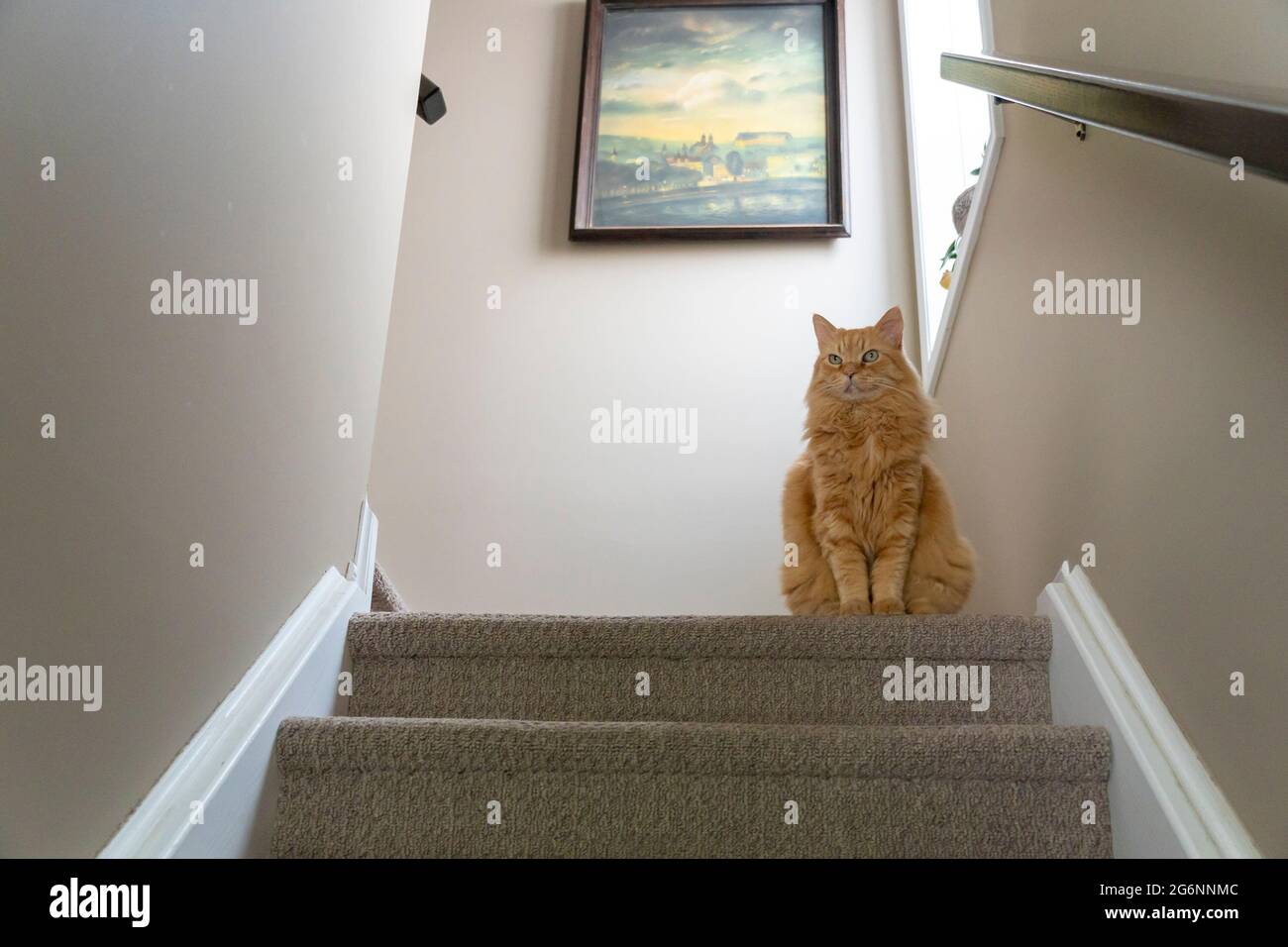 El gato de jengibre, grande y elegante, se sienta en las escaleras a la entrada de la galería de arte Foto de stock