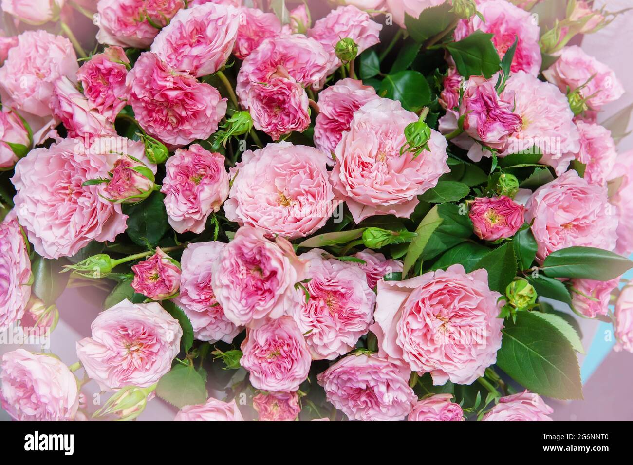 ramo grande y hermoso de rosas en forma de peonías. Fondo natural de rosas  románticas Fotografía de stock - Alamy