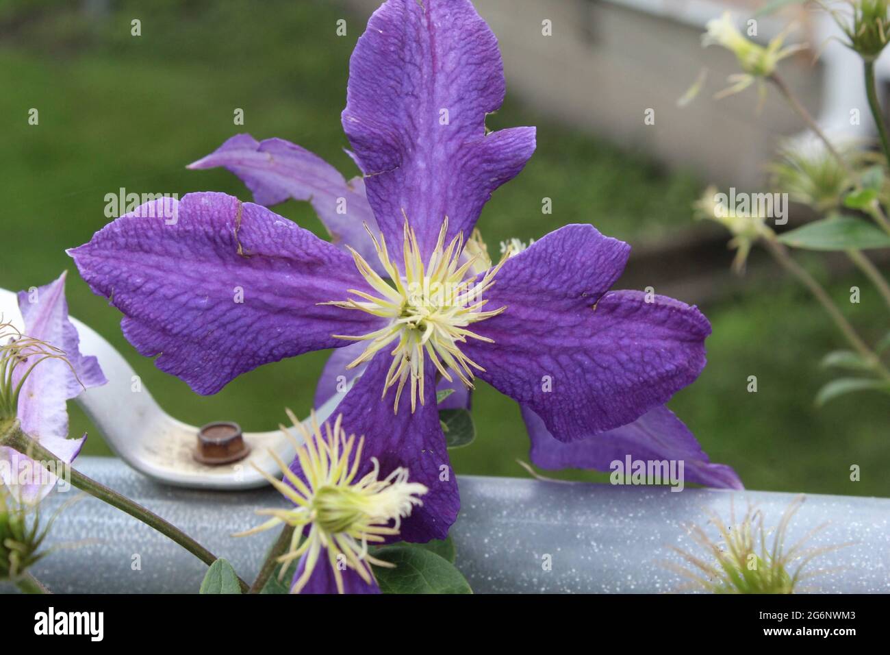 Flor de clematis Foto de stock