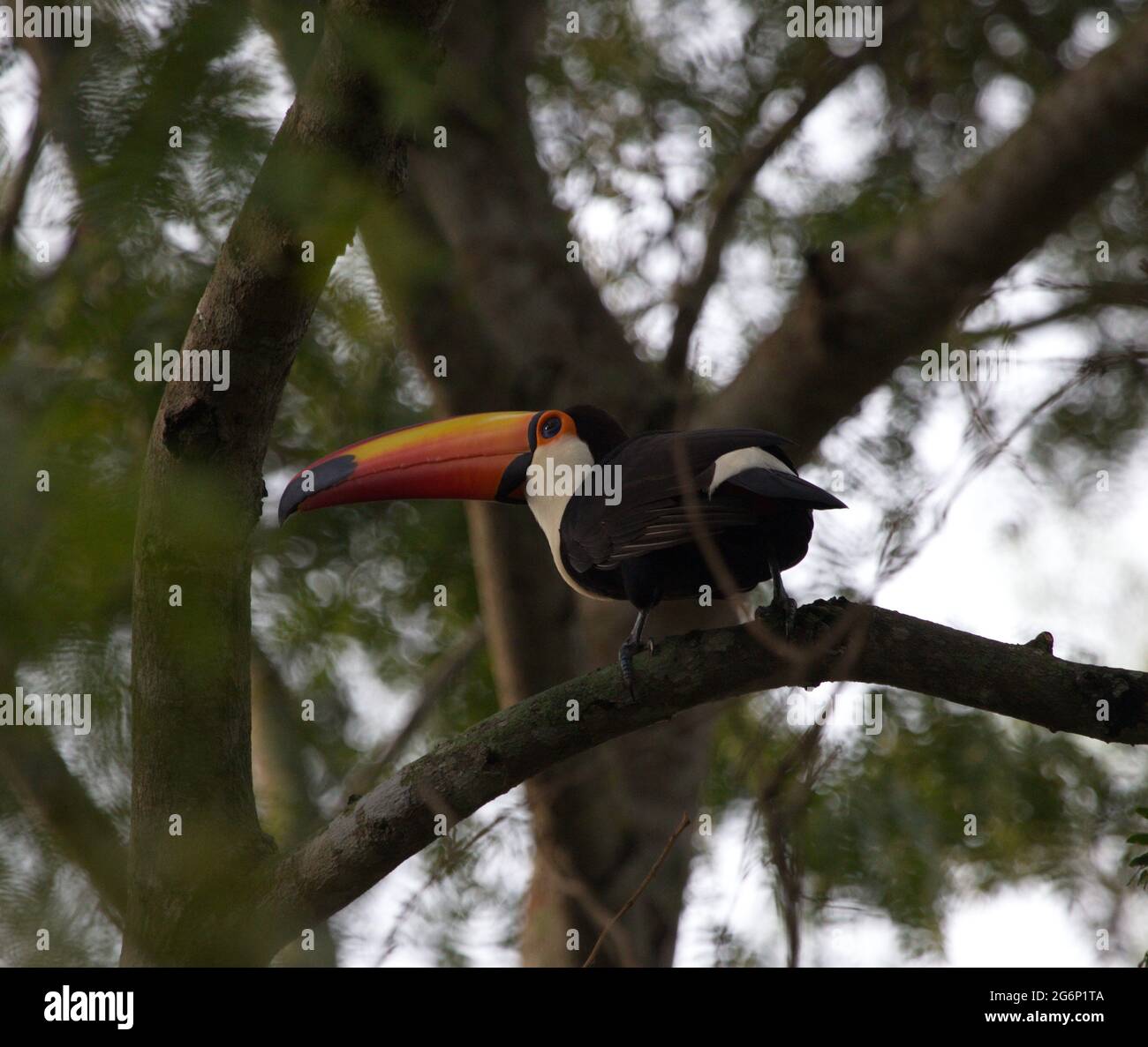 Retrato de primer plano de Tucán (Ramphastos toco) sentado en árboles Transpantaneira, Pantanal, Brasil. Foto de stock