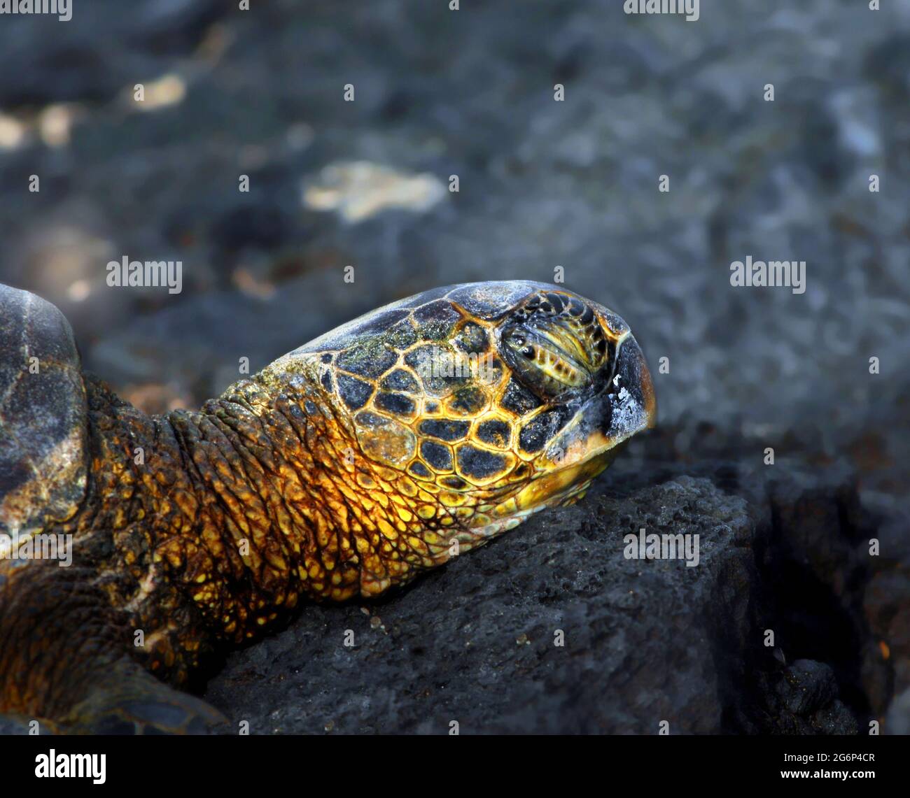 Primer plano de una tortuga marina de la isla grande. Sus ojos están  cerrados y está sientando una gran roca Fotografía de stock - Alamy