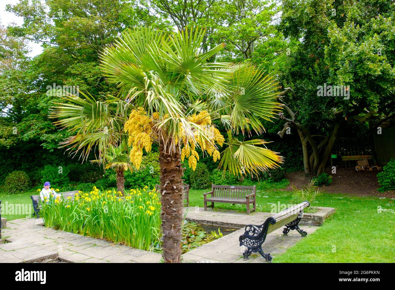 Palmera arquitectónica en los jardines Bayle, Folkestone, Kent, Reino Unido Foto de stock