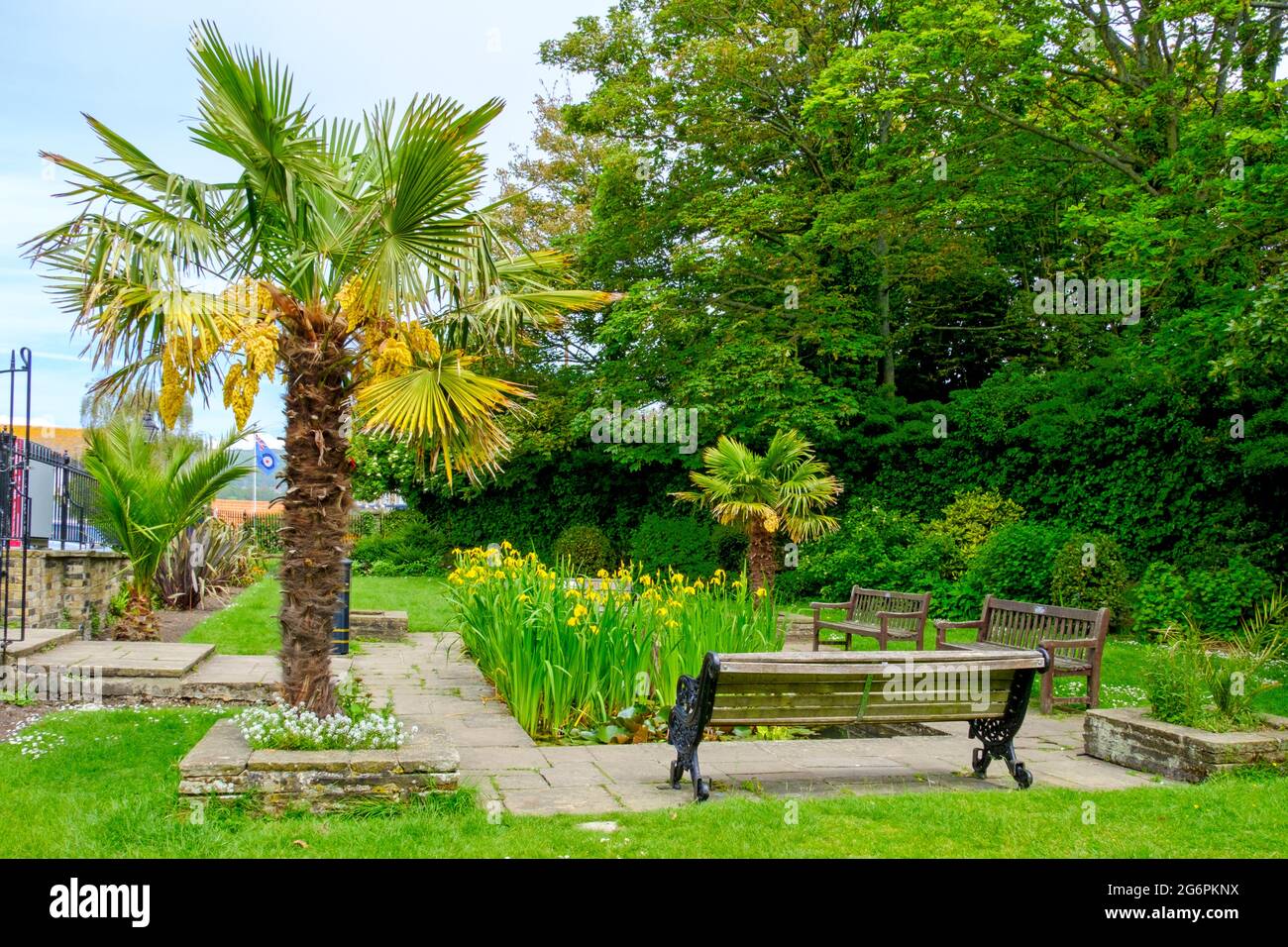 Palmera arquitectónica en los jardines Bayle, Folkestone, Kent, Reino Unido Foto de stock