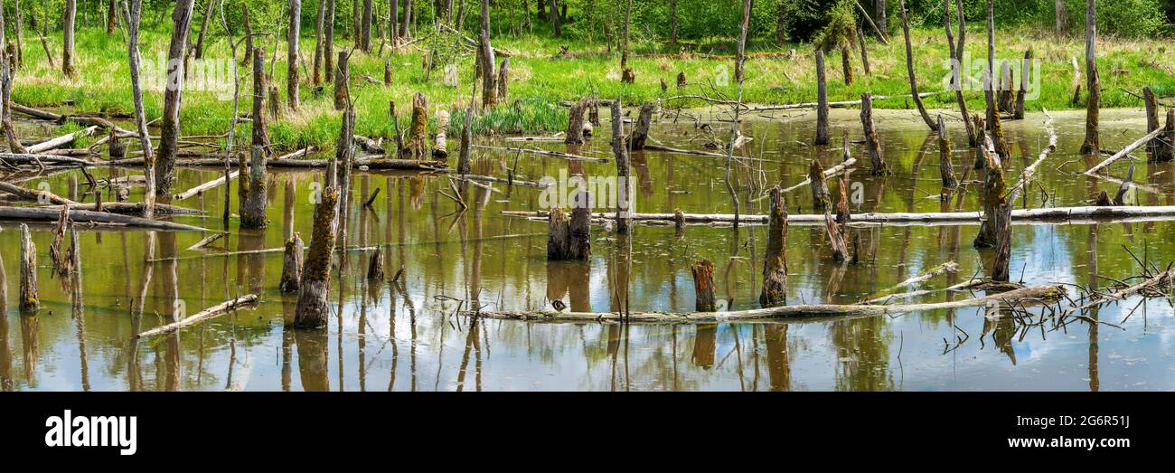 Biotopo con tocones de árboles en el agua Foto de stock