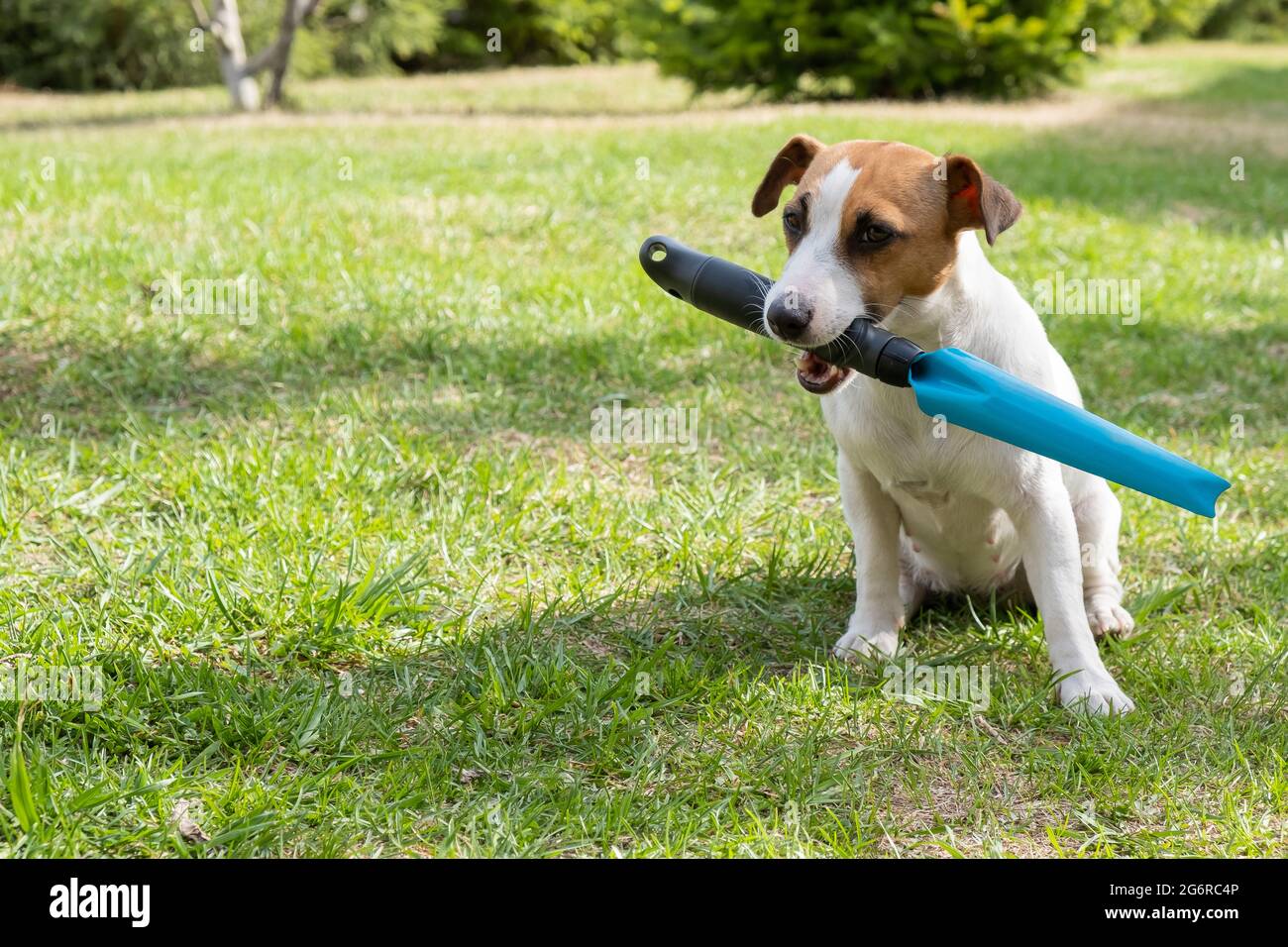 El perro sostiene la herramienta jardinero en su boca en el césped. Russell Terrier se dedica la agricultura Fotografía de stock - Alamy