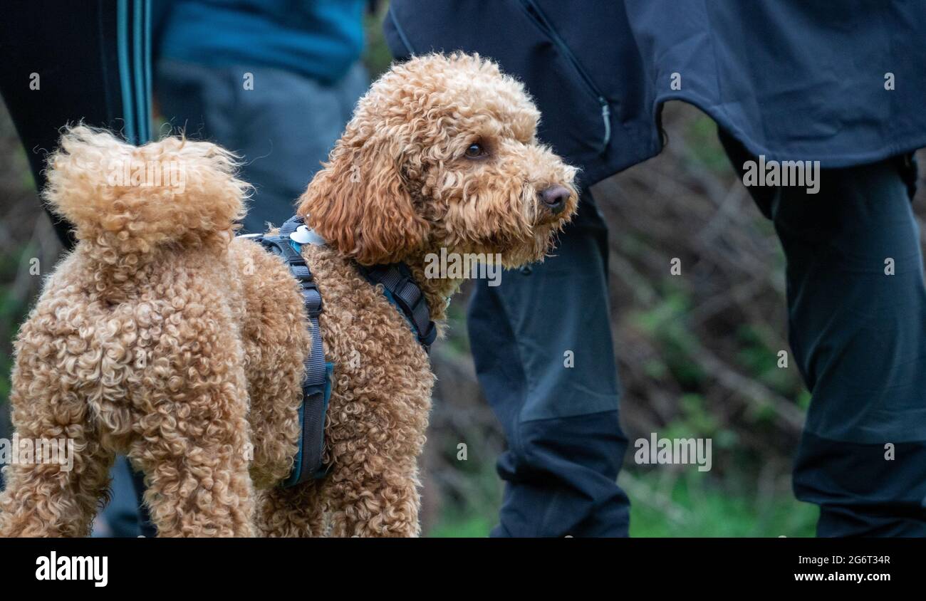 Perrito marrón de pelo rizado de pie mirando hacia fuera. Vista trasera de  un perro de niebla en el parque con un arnés azul y la gente detrás  Fotografía de stock -