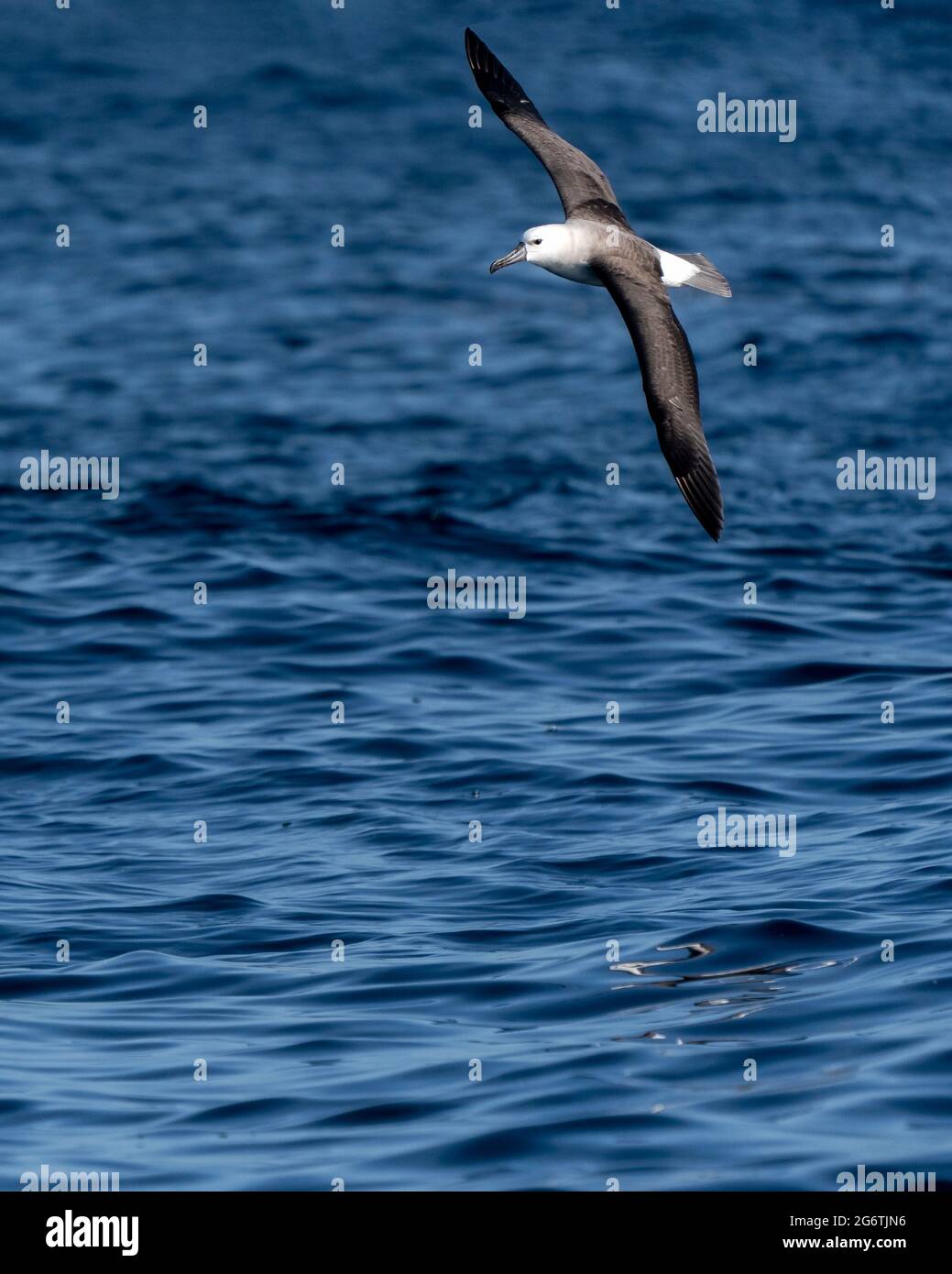Thalassarche chlororhynchos chlororhynchos fotografías e imágenes de