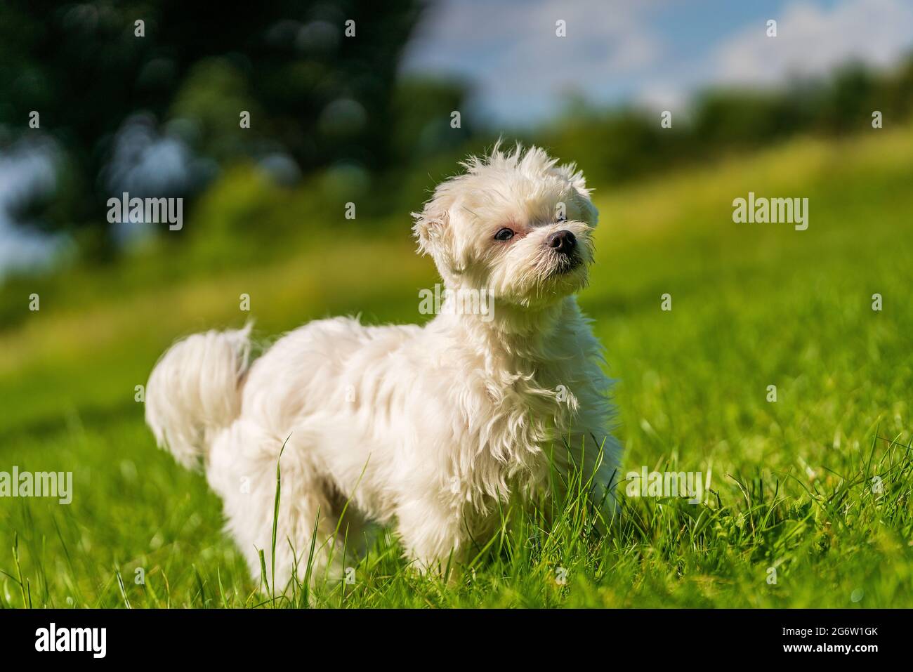 Pequeño perro maltés en el prado Foto de stock