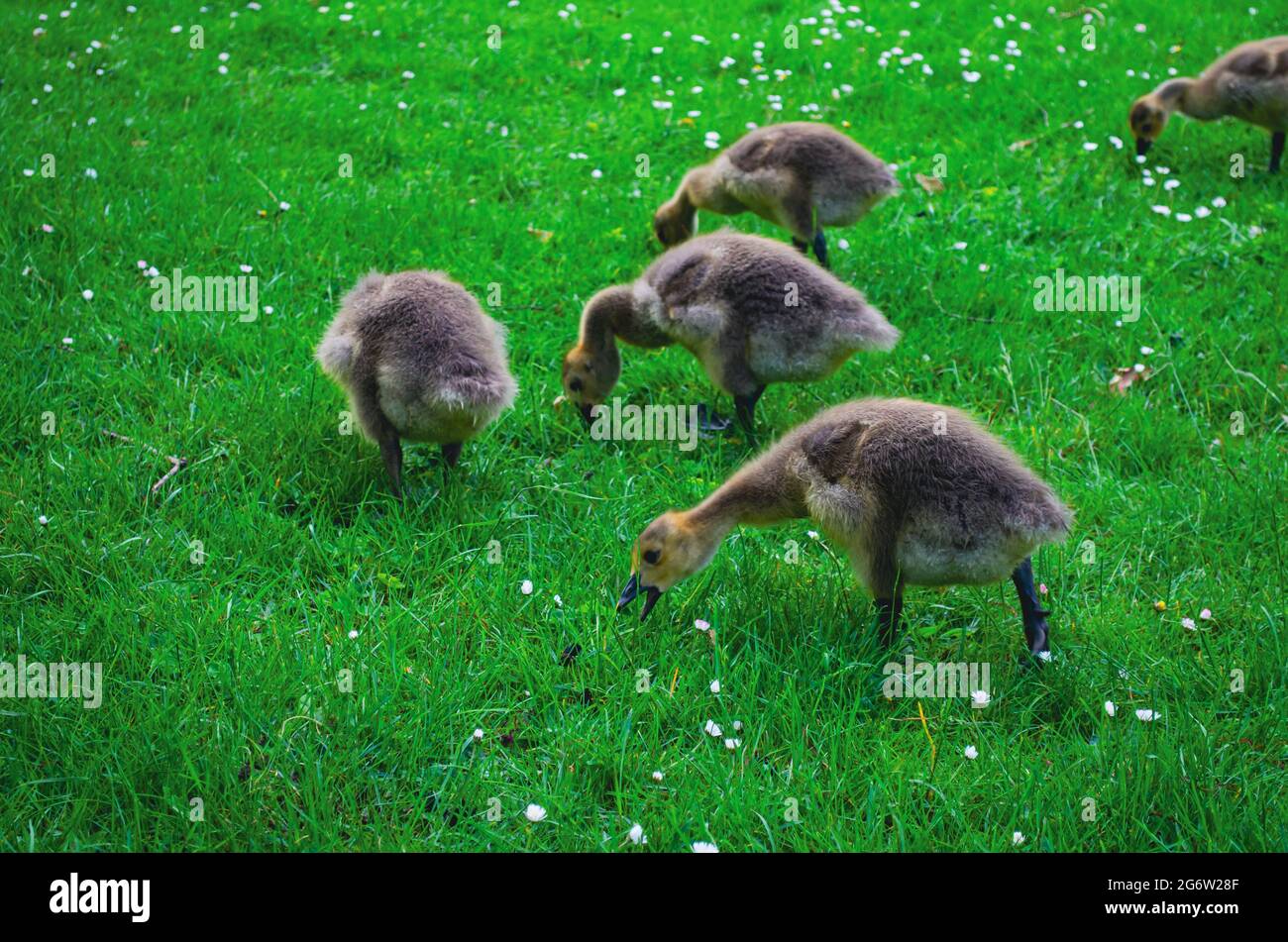 Goslings en un prado Foto de stock