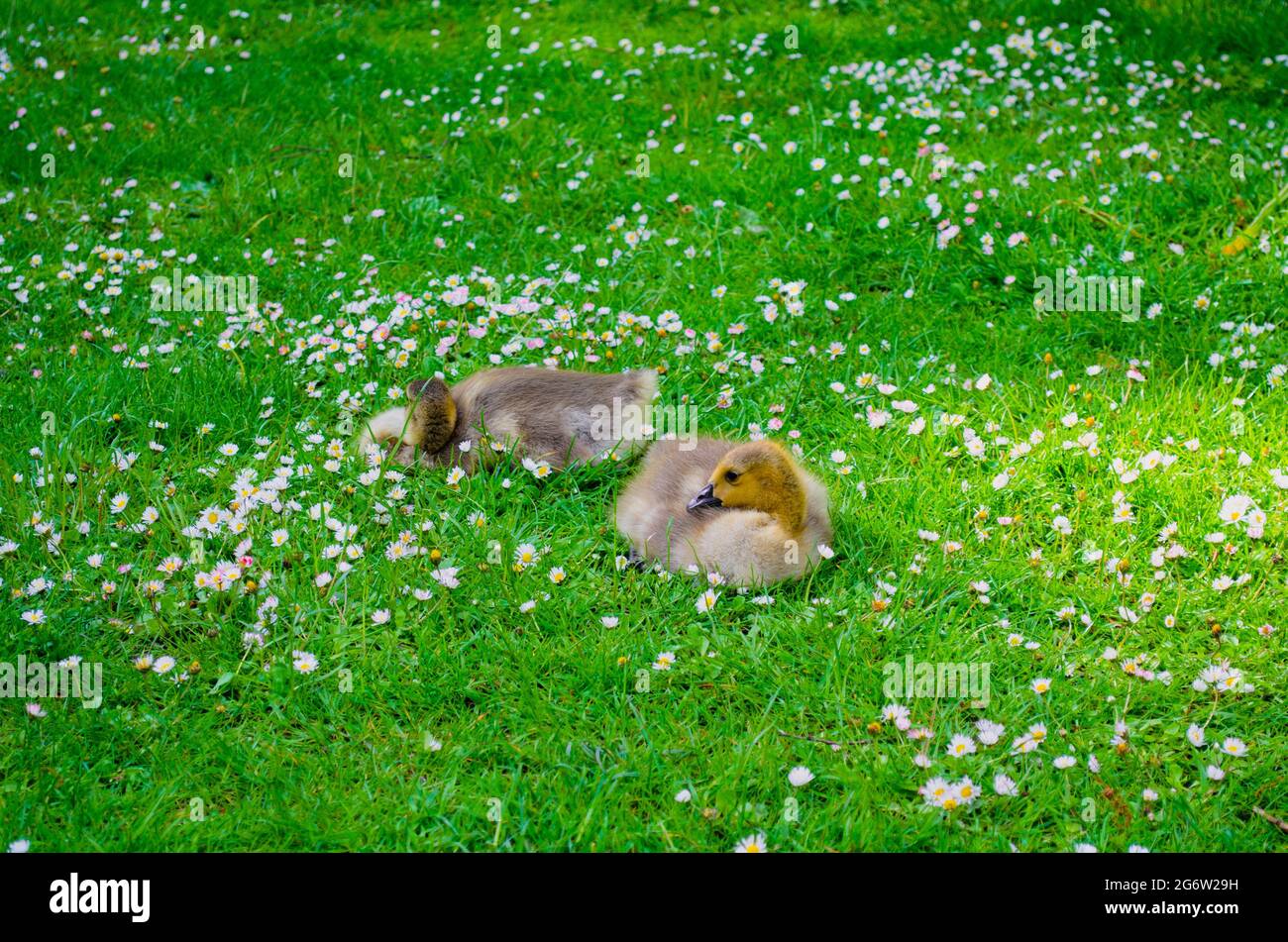 Goslings en un prado Foto de stock