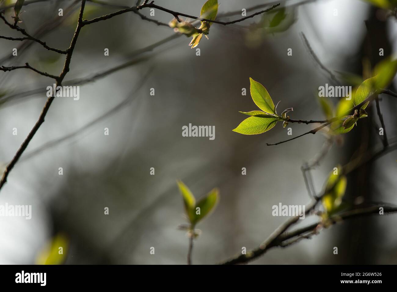 Las primeras hojas delicadas brillan en primavera. Foto de stock