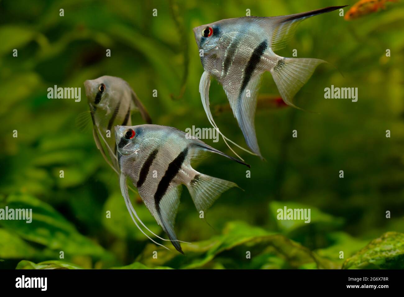 fondo del tanque de peces de agua dulce