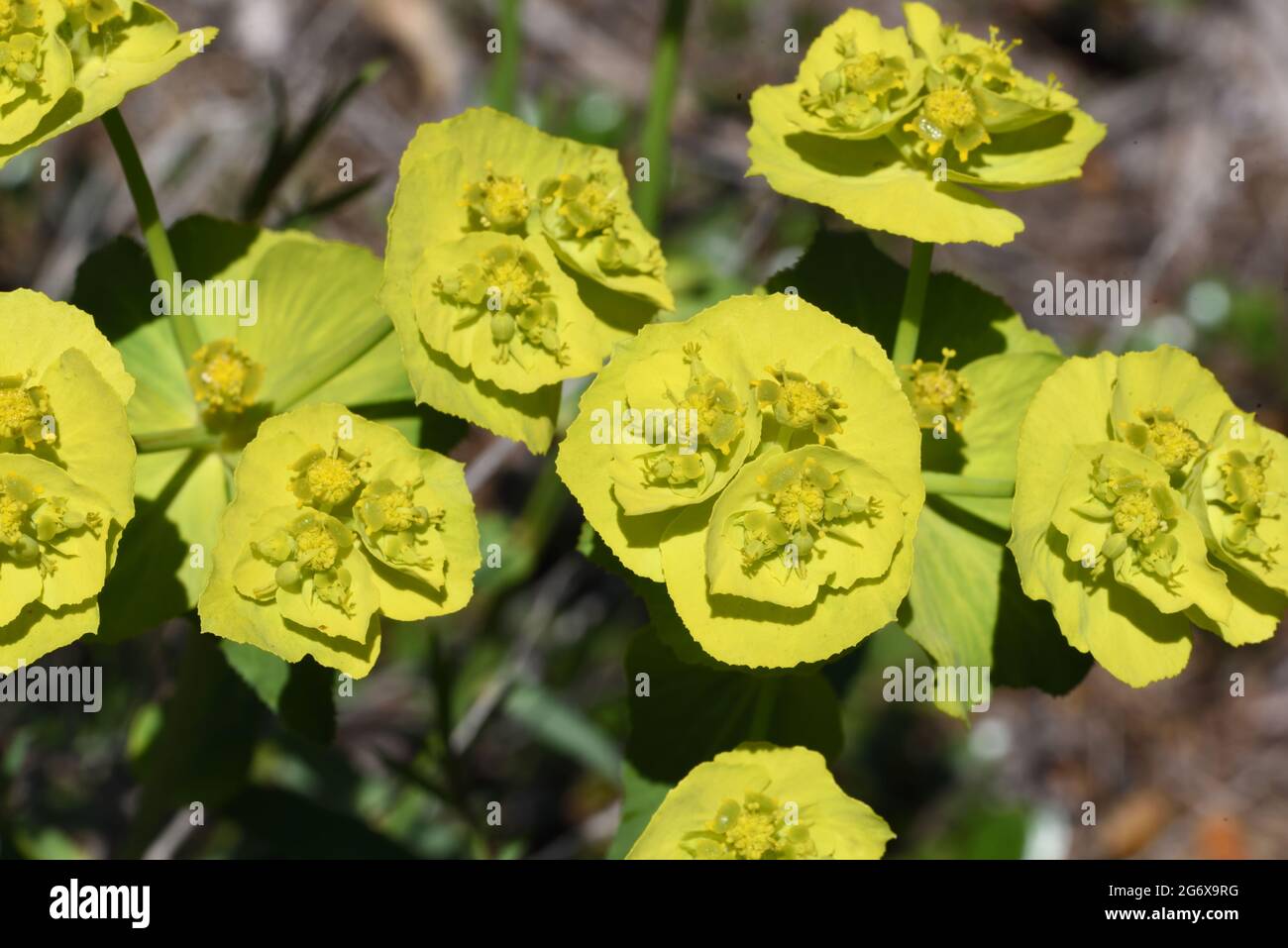Detalle que muestra las glándulas del néctar en la Ciatía o Bracteoles de Sun Spurge, Euphorbia helioscopia, alias Wart Spurge, Umbrella Milkweed o Madwoman's Milk Foto de stock