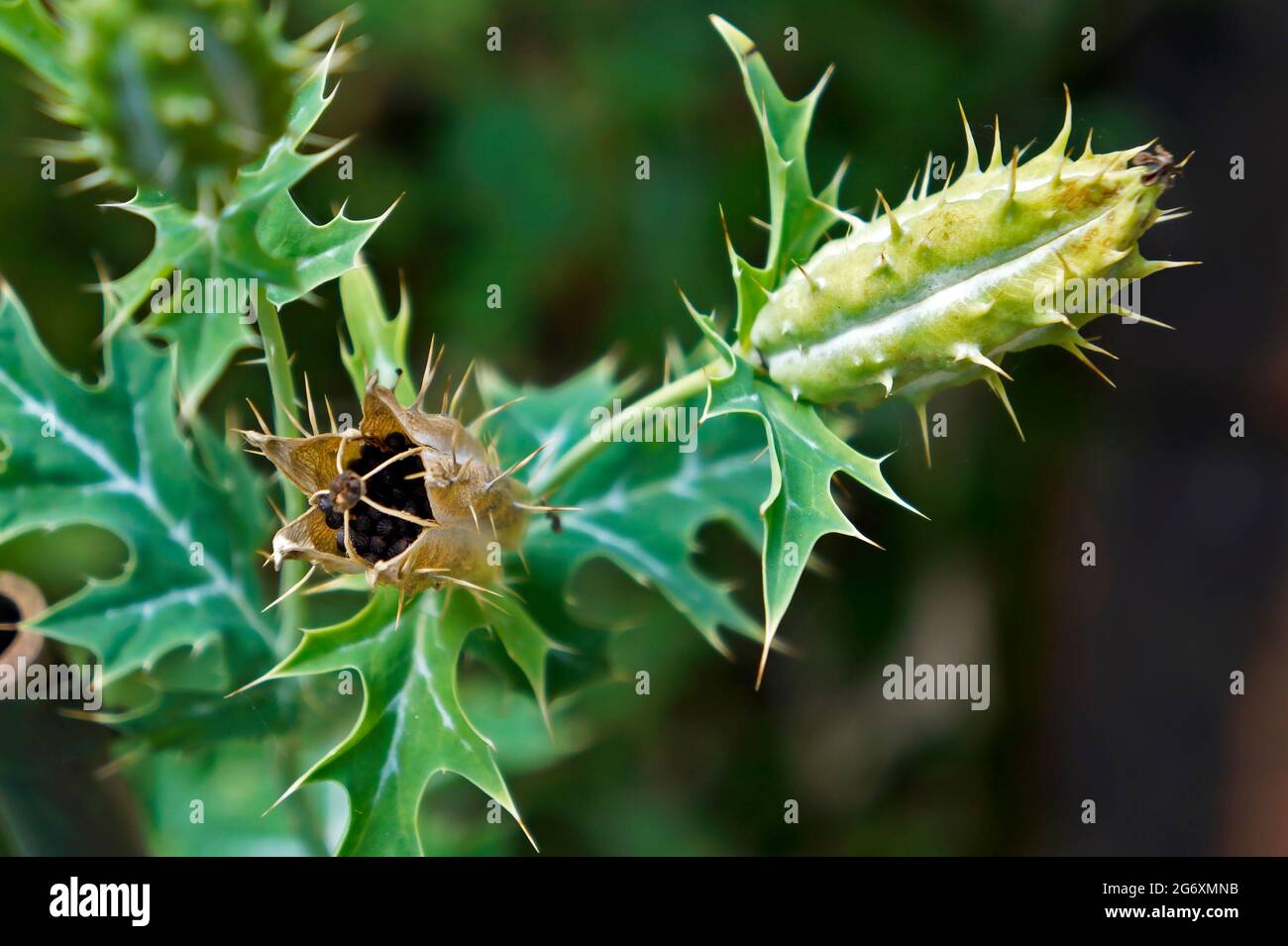 Planta medicinal, fruta y semillas de adormidera mexicana (Argemone mexicana) Foto de stock