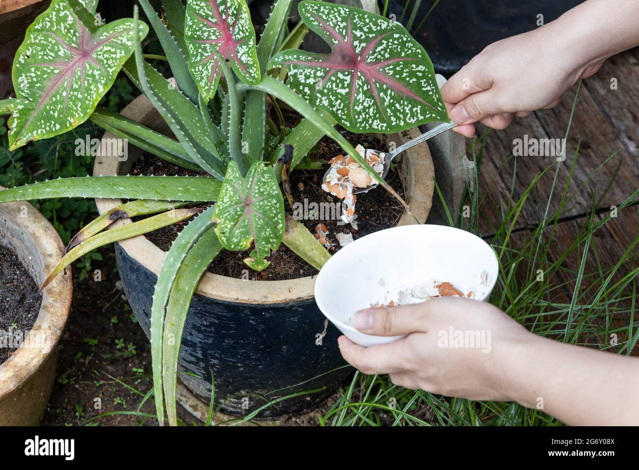 Persona que alimenta la cáscara de huevo triturada como fertilizante  orgánico natural a la planta de aloe vera en el jardín Fotografía de stock  - Alamy