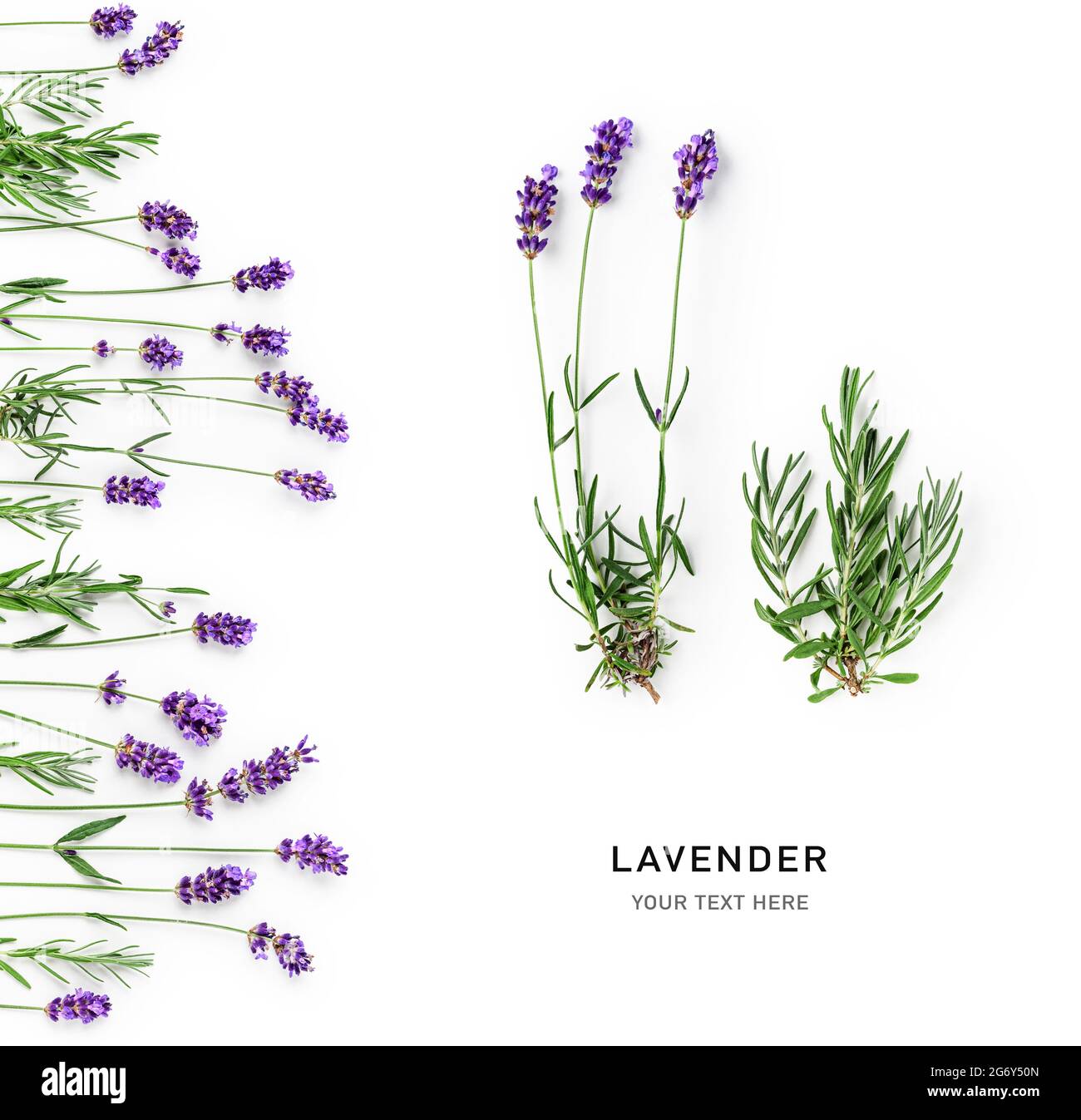 Flores de lavanda y hojas de diseño creativo aislado sobre fondo blanco.  Vista superior, disposición plana. Composición y diseño floral.  Alimentación saludable y alterno Fotografía de stock - Alamy