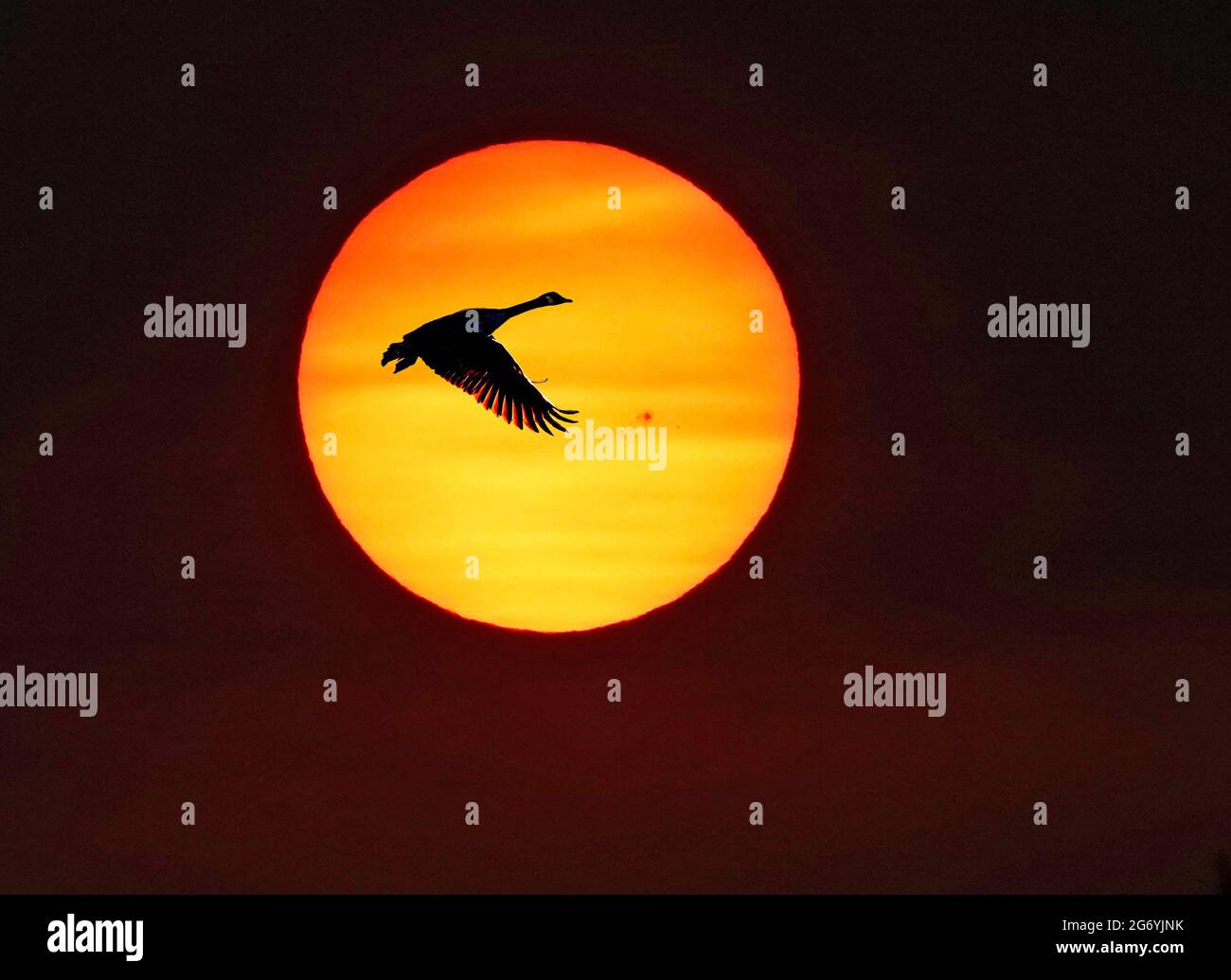 Un ganso solitario de Canadá vuela a través de un sol rojo de la mañana durante la ola de calor en el noroeste del Pacífico durante junio de 2021. El sol es rojo debido a. Foto de stock