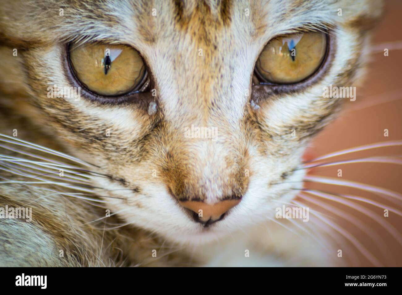 Retrato muy cercano de un gatito a rayas marrón claro de dos meses de edad con cuello rojo Foto de stock