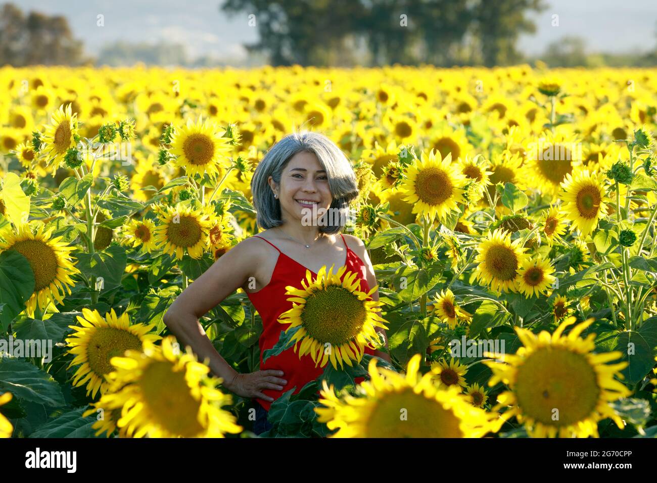 Mujer de vestido rojo de pie en un campo de girasoles en flor de verano. Dixon, Condado de Solano, California. Foto de stock