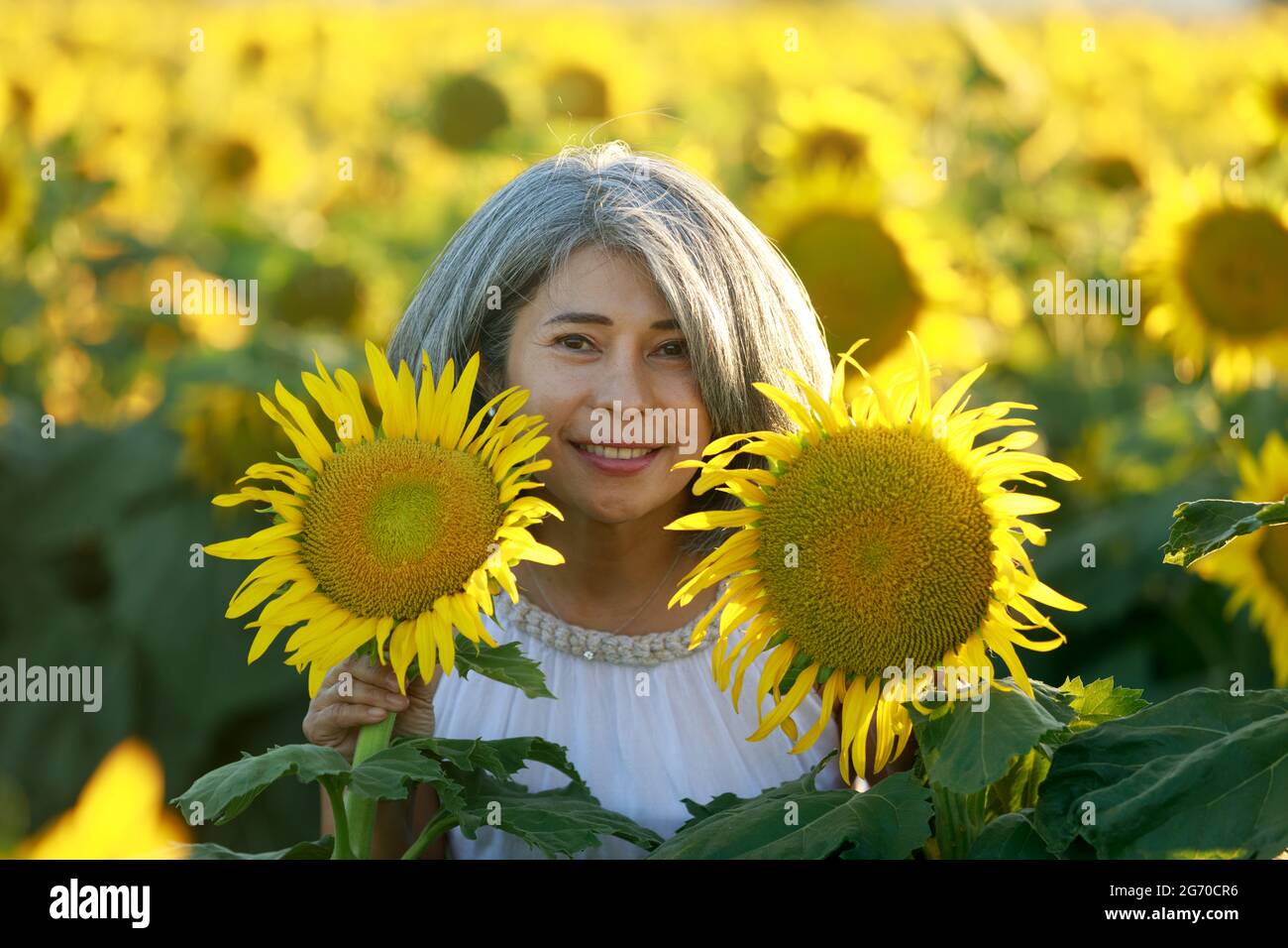 Mujer de vestido blanco de pie en un campo de girasoles en flor de verano. Dixon, Condado de Solano, California. Foto de stock