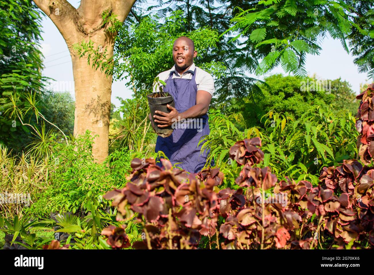 Una mujer africana sonriente jardinera, florista o horticultor usando un delantal y un sombrero, sosteniendo una bolsa de planta mientras trabaja en un flujo verde y colorido Foto de stock