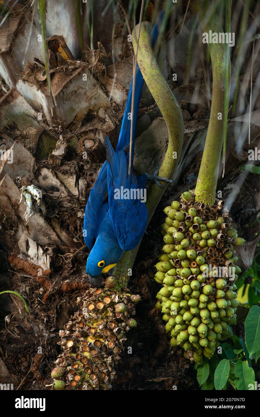 Una guacamaya de jacinto (Anodorhynchus hyacinthinus) comiendo las nueces de palma de Acuri (Attalea phalerata) en el Pantanal Norte, Brasil Foto de stock