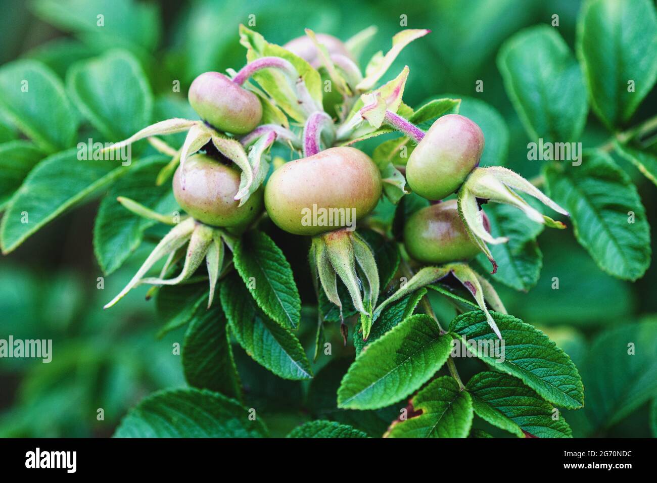 Rosa rugosa fruta en una planta, rosa verde caderas de primer plano Foto de stock