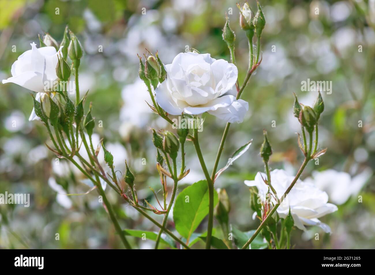 Rose 'White Meiland' es blanco, flores dobles, tamaño mediano, 6-8 cm, recolectadas en inflorescencias de 5-10 pzs. Arbusto muy extendido. Foto de stock