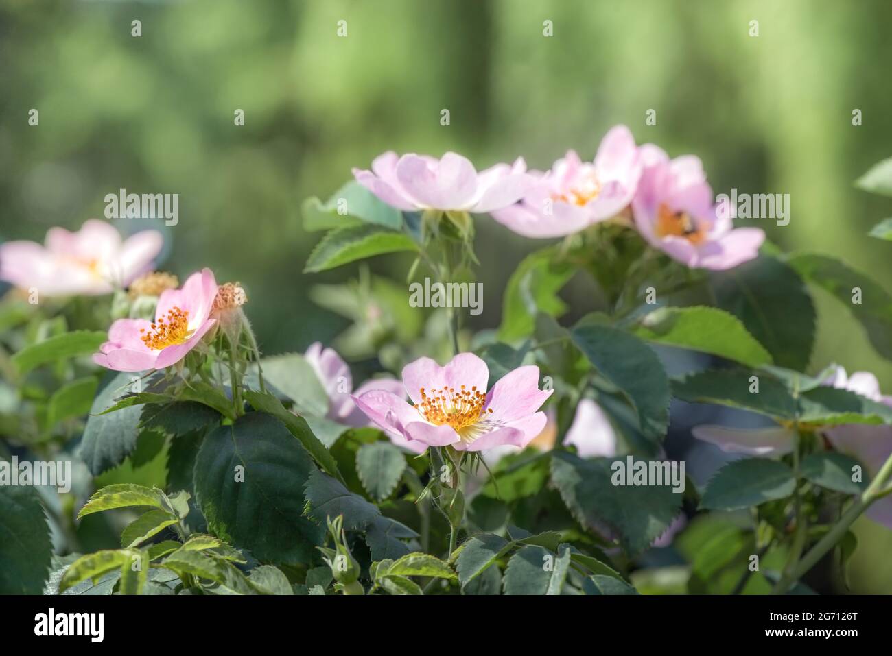 Ground COver ROSE 'FRU Dagmar Hastrup' - flores de color rosa pálido puro, grandes, no dobles, en forma de taza, aparecen uno por uno o en pequeños racimos. Foto de stock