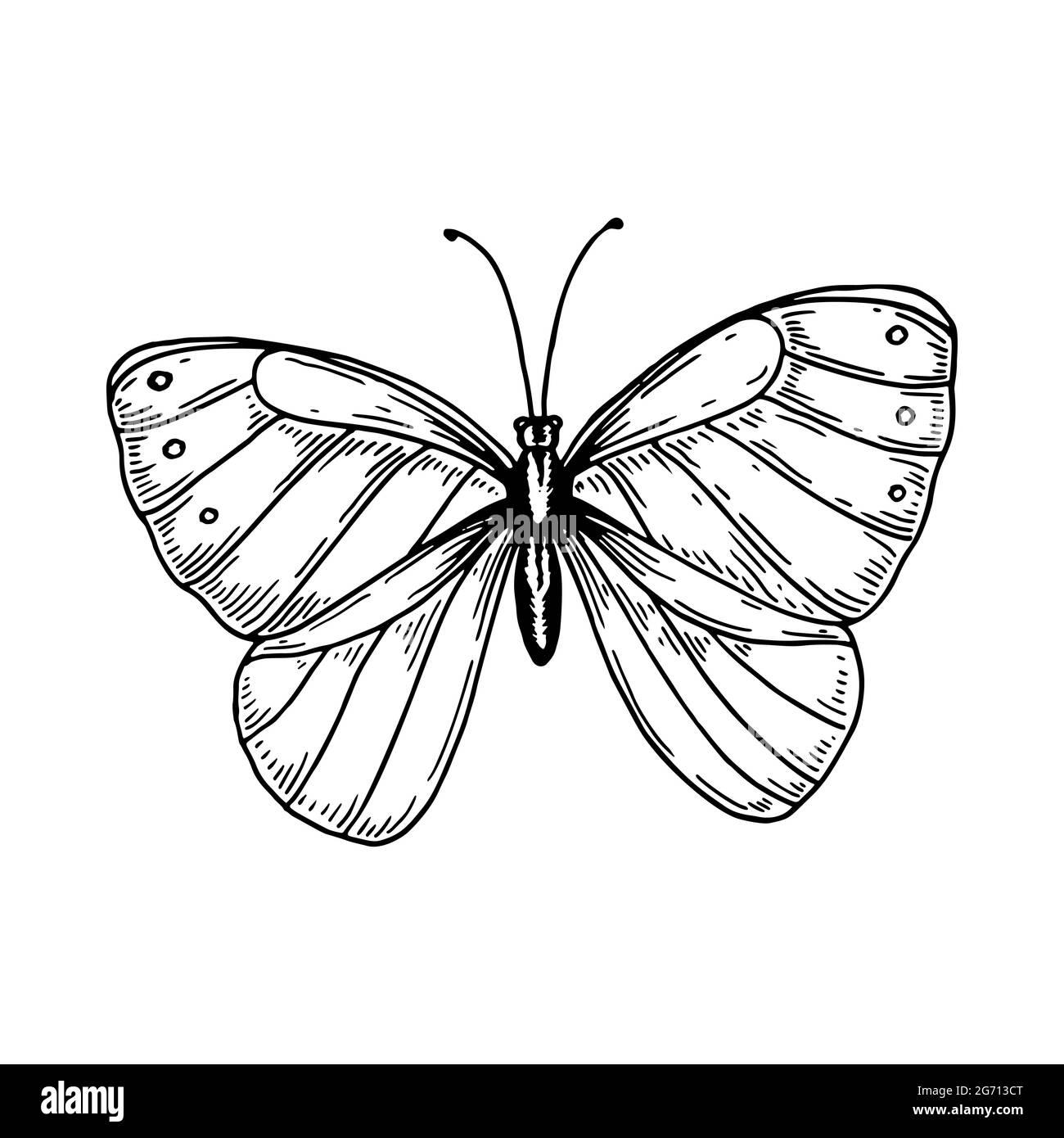 Mariposa Doodle. Boceto De Mariposas Voladoras Dibujando a Mano Insectos De  Primavera. Vector De Mariposa Voladora De Dibujo Gráfi Ilustración del  Vector - Ilustración de mariposa, contorno: 183164096