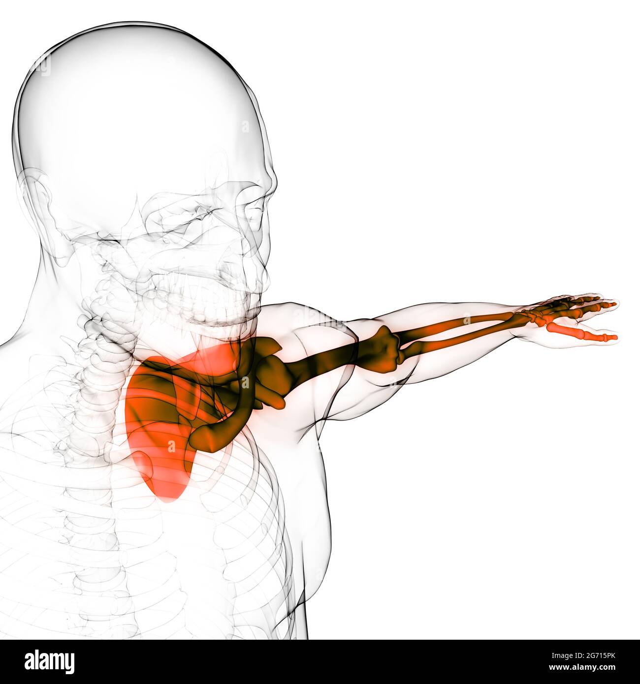 Sistema De Esqueleto Humano Extremidades Superiores Articulaciones Óseas  Anatomía Fotografía de stock - Alamy