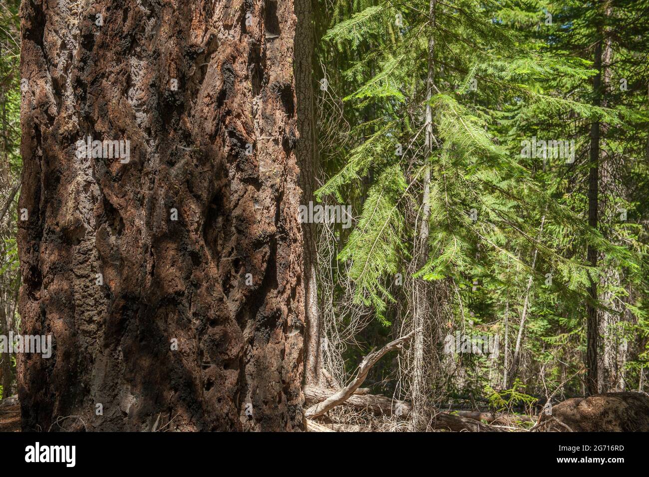 Jóvenes primos creciendo junto a un antiguo pino Douglas cientos de años de edad. Foto de stock