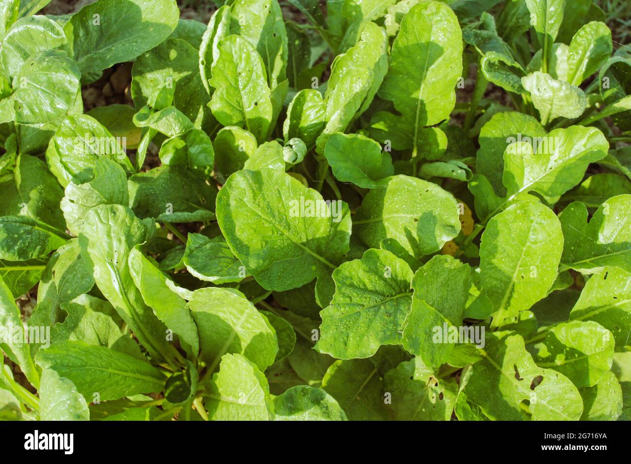 Espinaca planta que crece en el campo de la agricultura, espinaca planta imagen Foto de stock