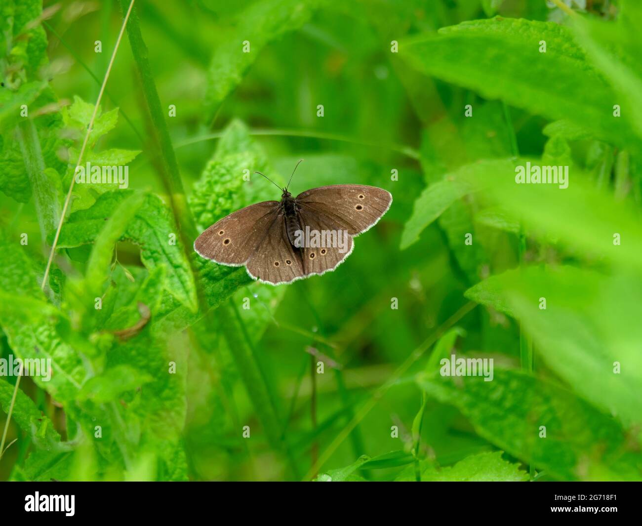Mariposa de ringlet con alas abiertas entre hojas verdes Foto de stock