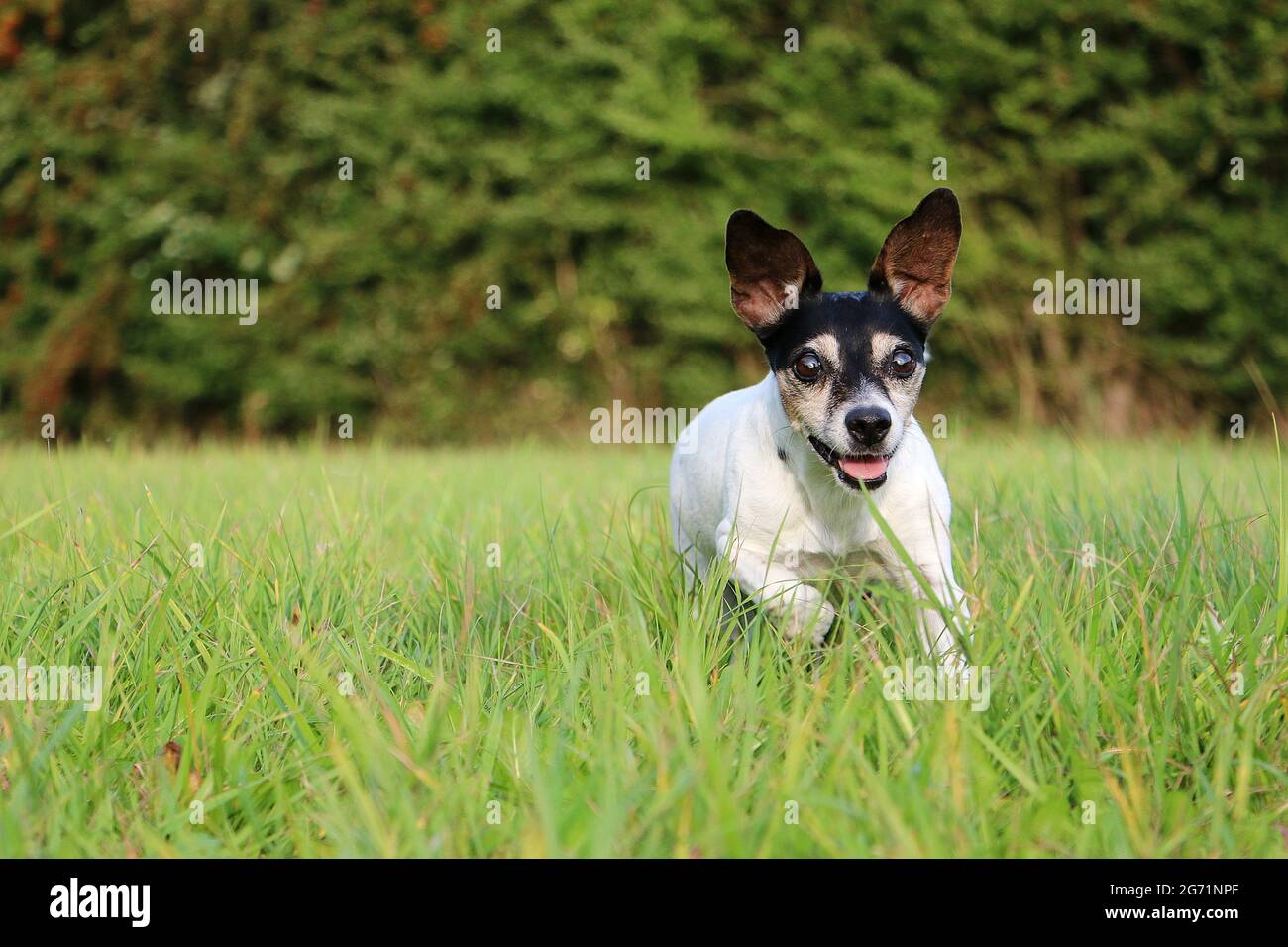 Pequeño perro atlético Toy Fox Terrier corriendo en un parque verde  Fotografía de stock - Alamy