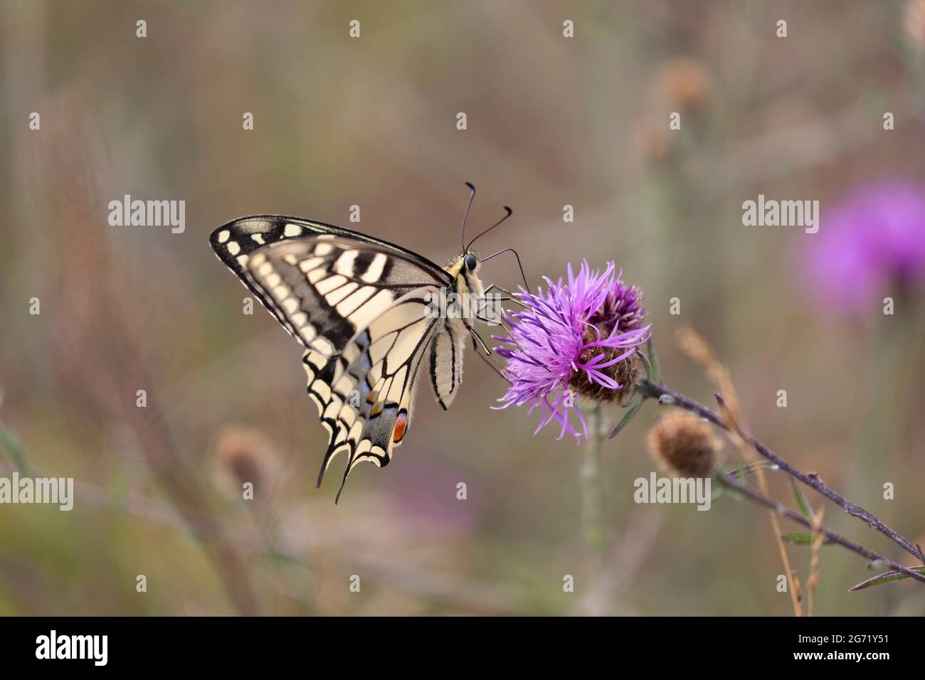 Viejo Mundo Swallowtail Papilio machaon forrajear en el cardo Foto de stock